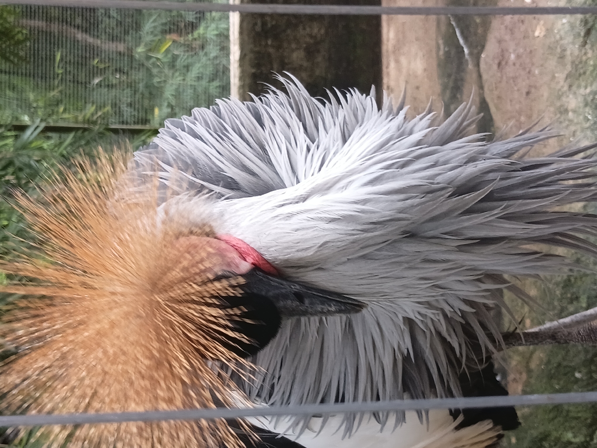 Morning at a Chiang Mai zoo, birds front and center