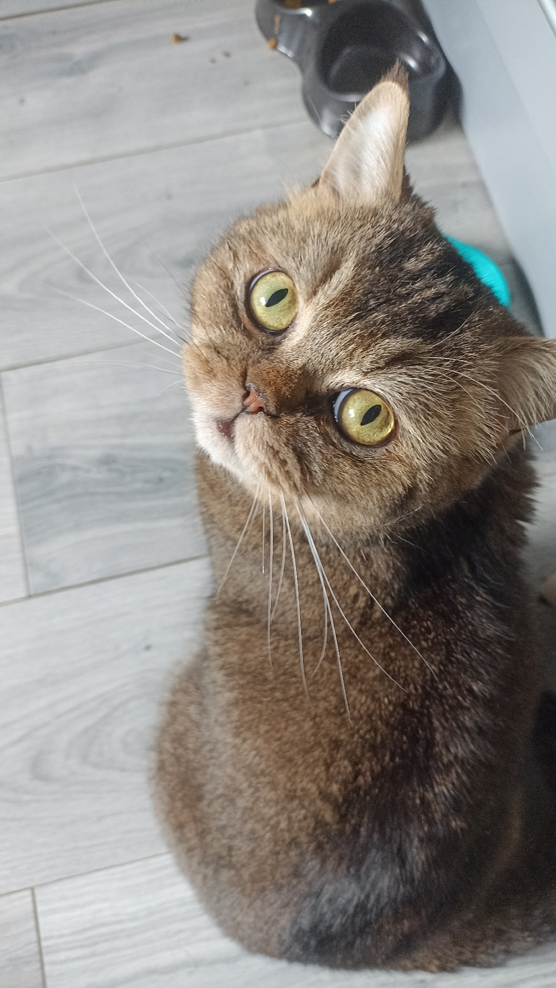 Brown tabby cat looks up from a grey wooden floor