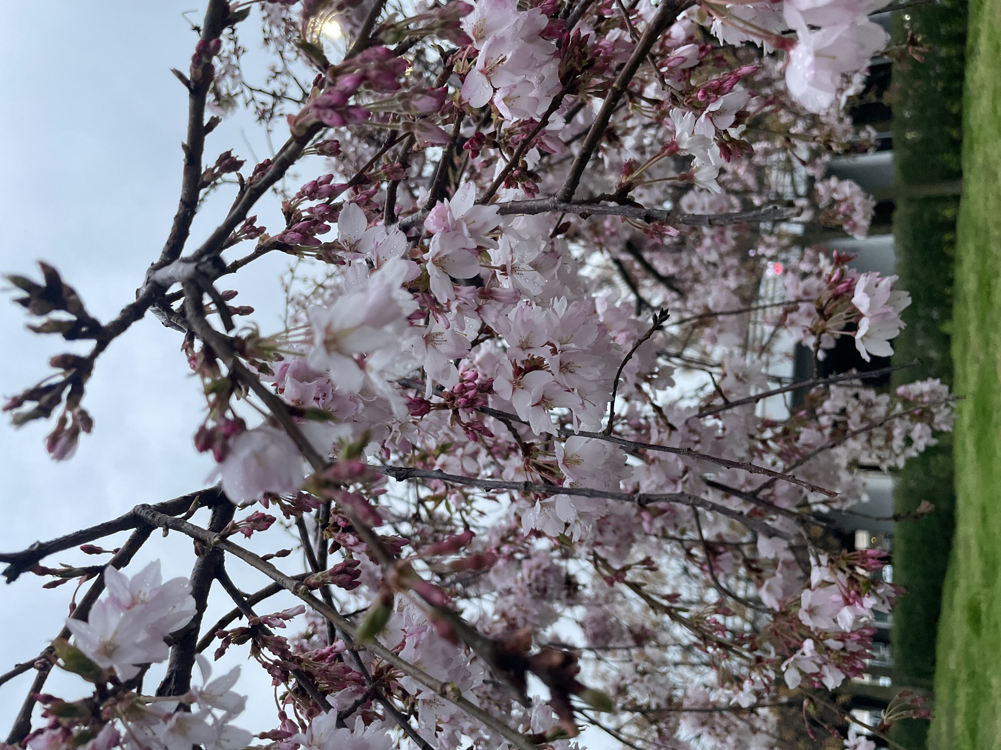 Cherry blossoms bloom in urban Sirius, Russia