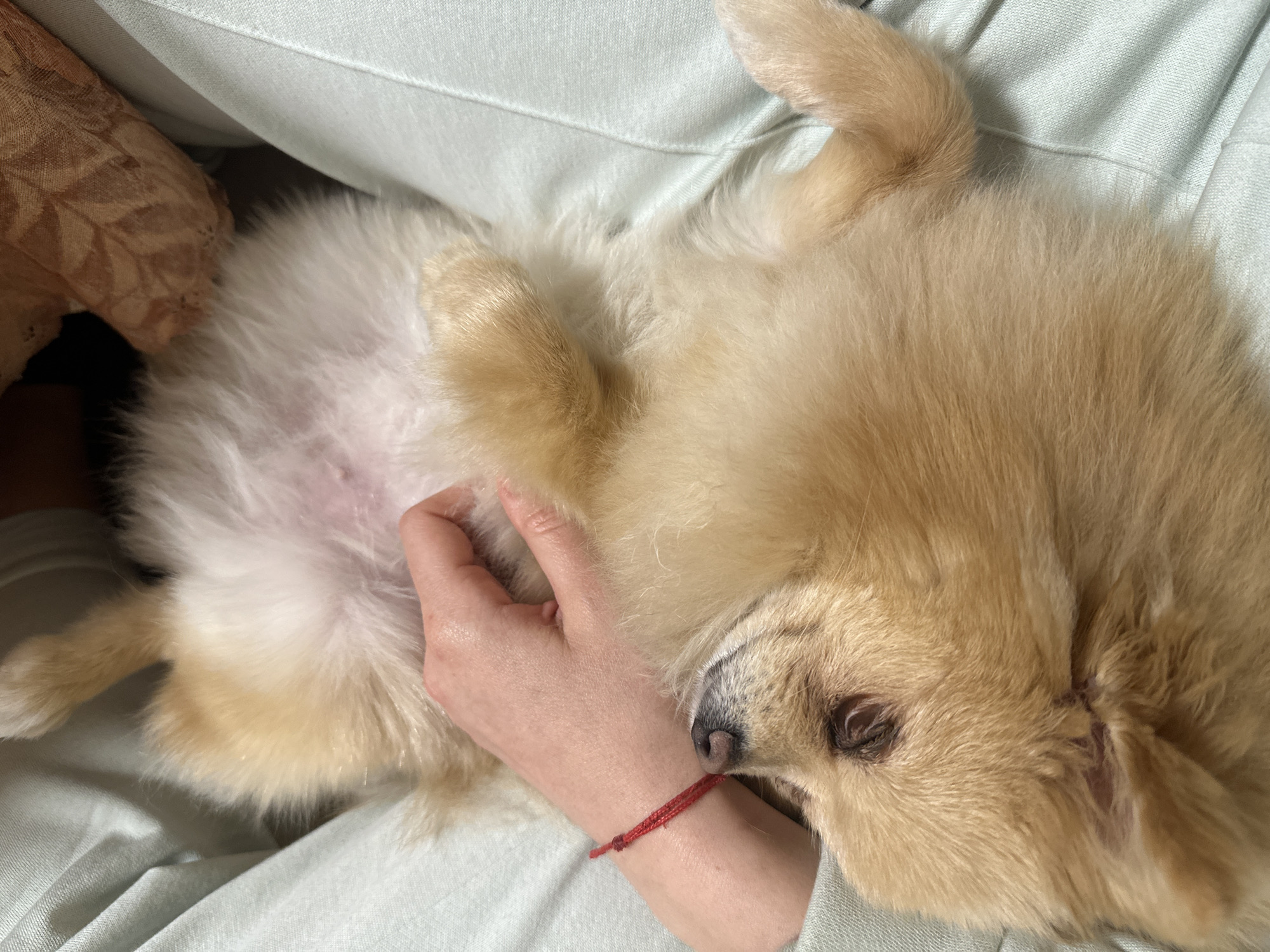 Golden Pomeranian rests on lap in Stara Zagora