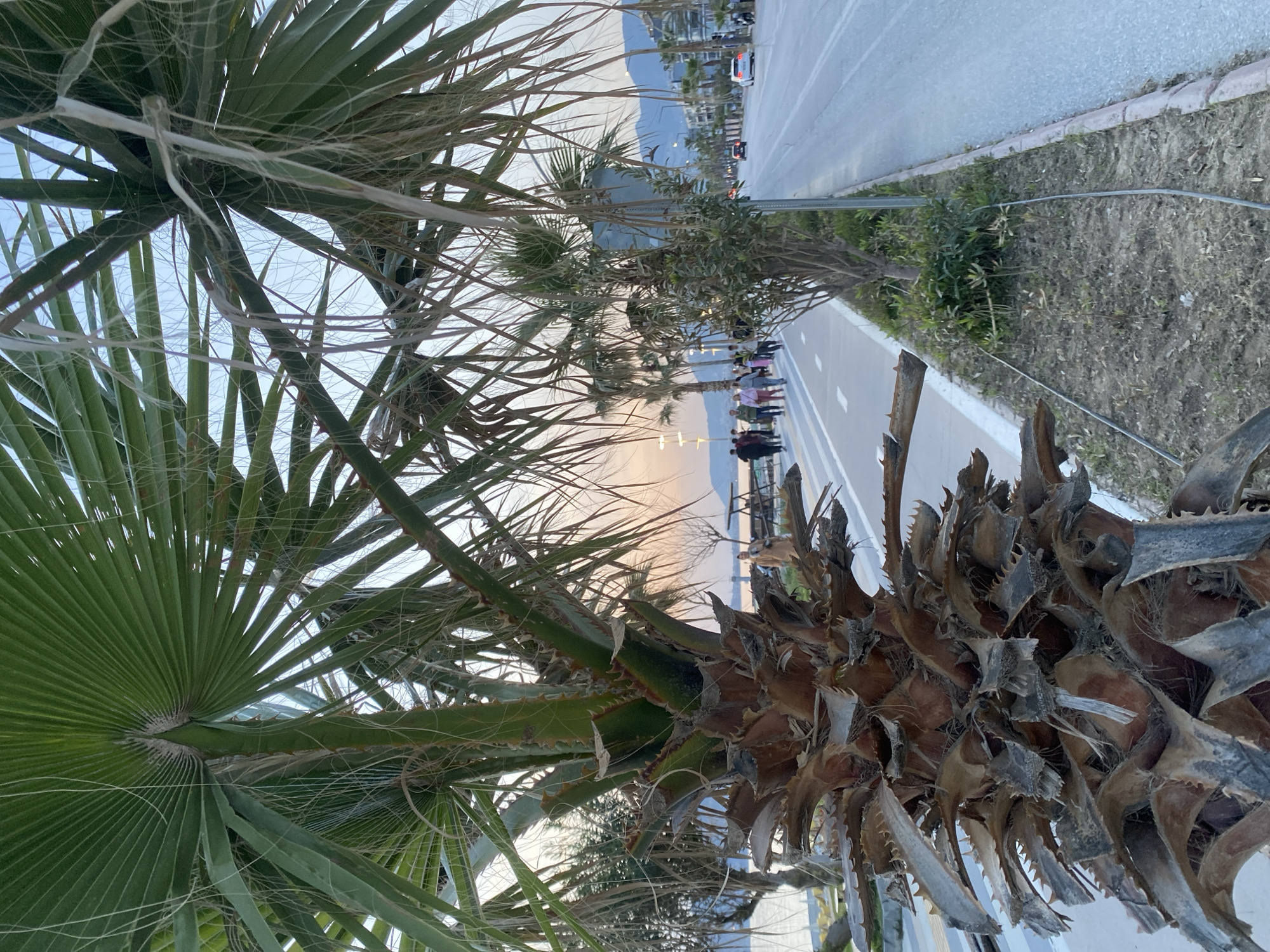 Palm trees frame coastal view in Alanya, Turkey
