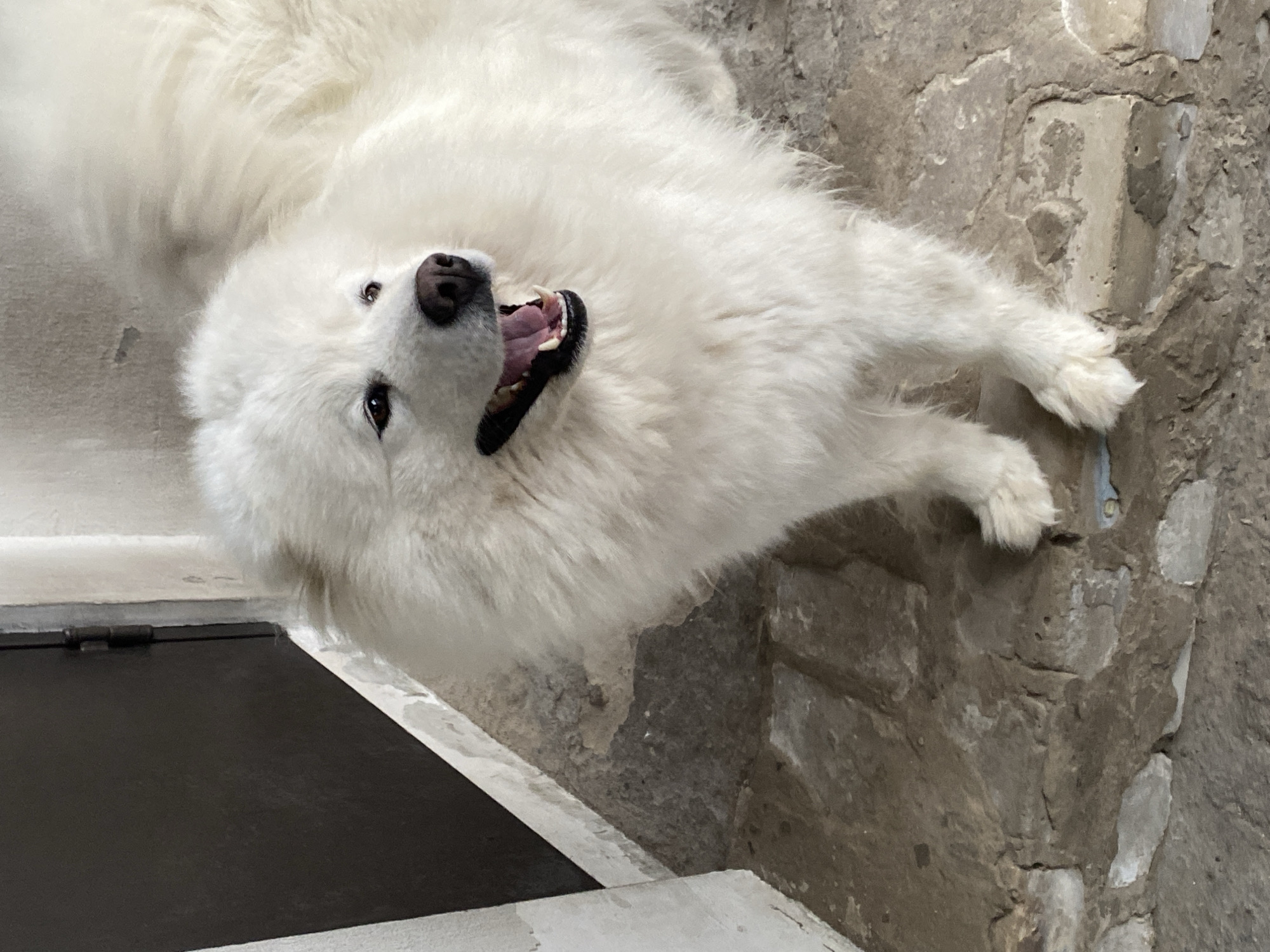 Samoyed dog relaxing and roaming on outdoor paved surfaces