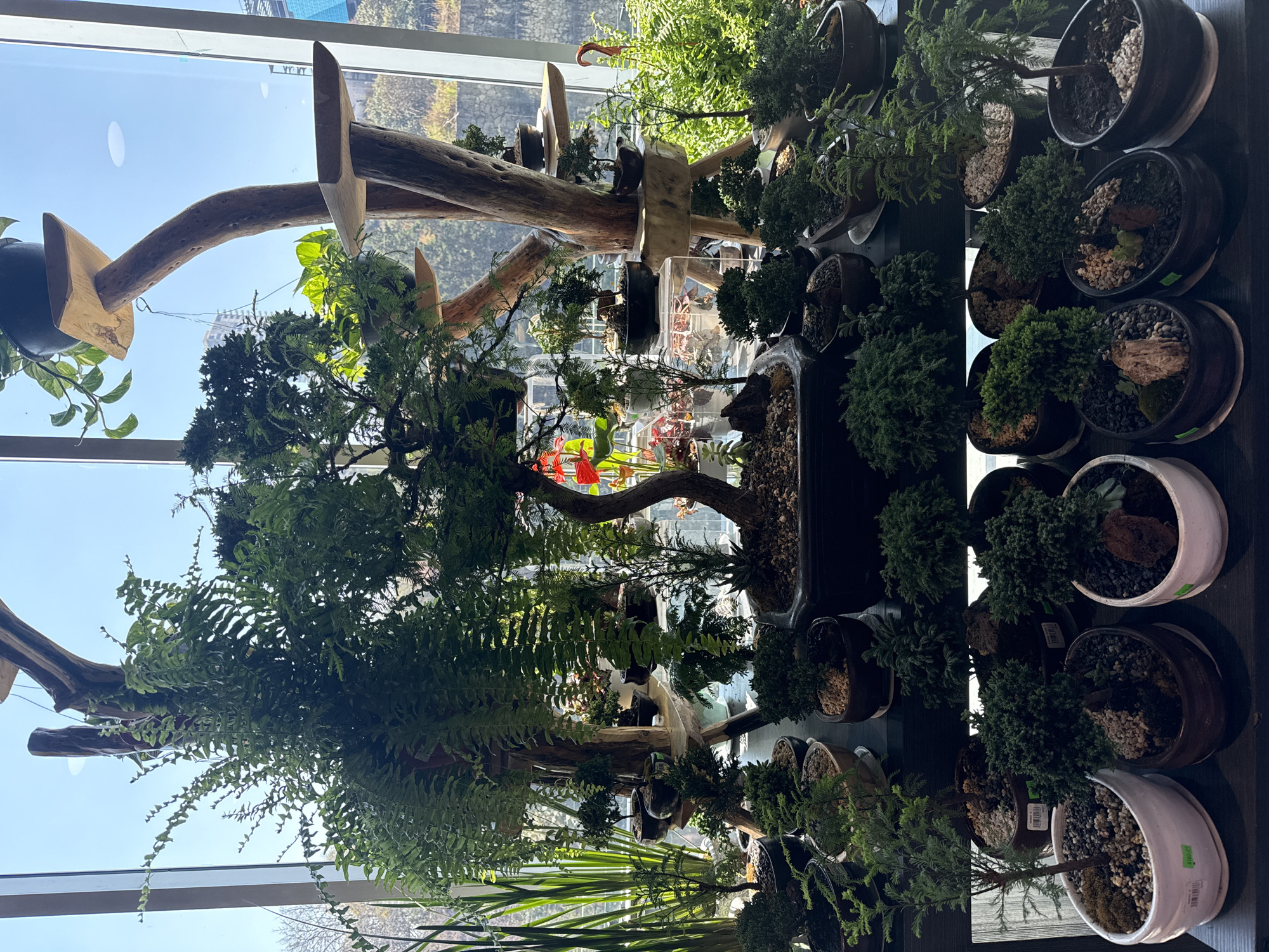 Indoor plant display spotted in Huixquilucan de Degollado