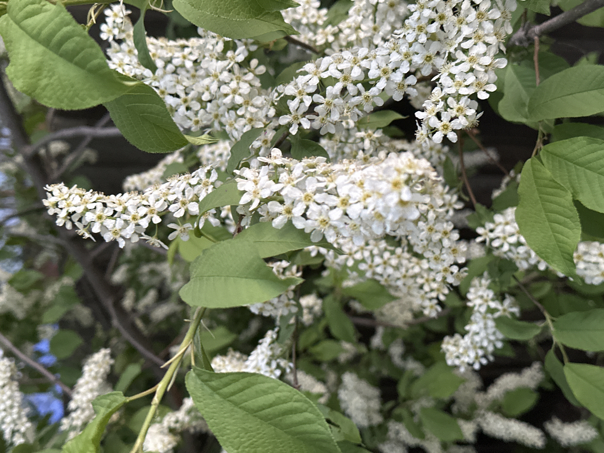 Spring gardening and flowering plants documented in Biysk, Russia