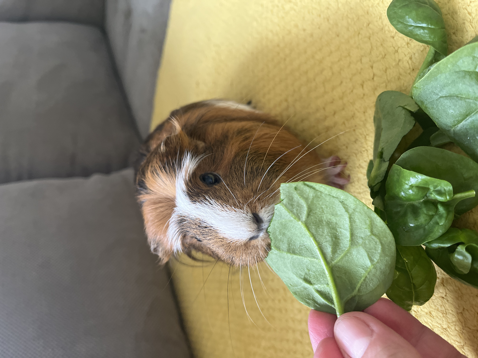 Guinea pig enjoys morning spinach feeding session on couch