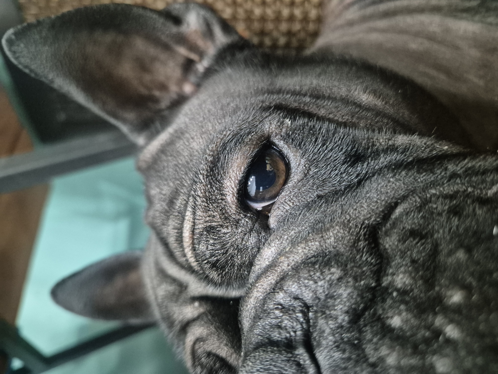 Dogs resting at home captured in Stavropol photographs