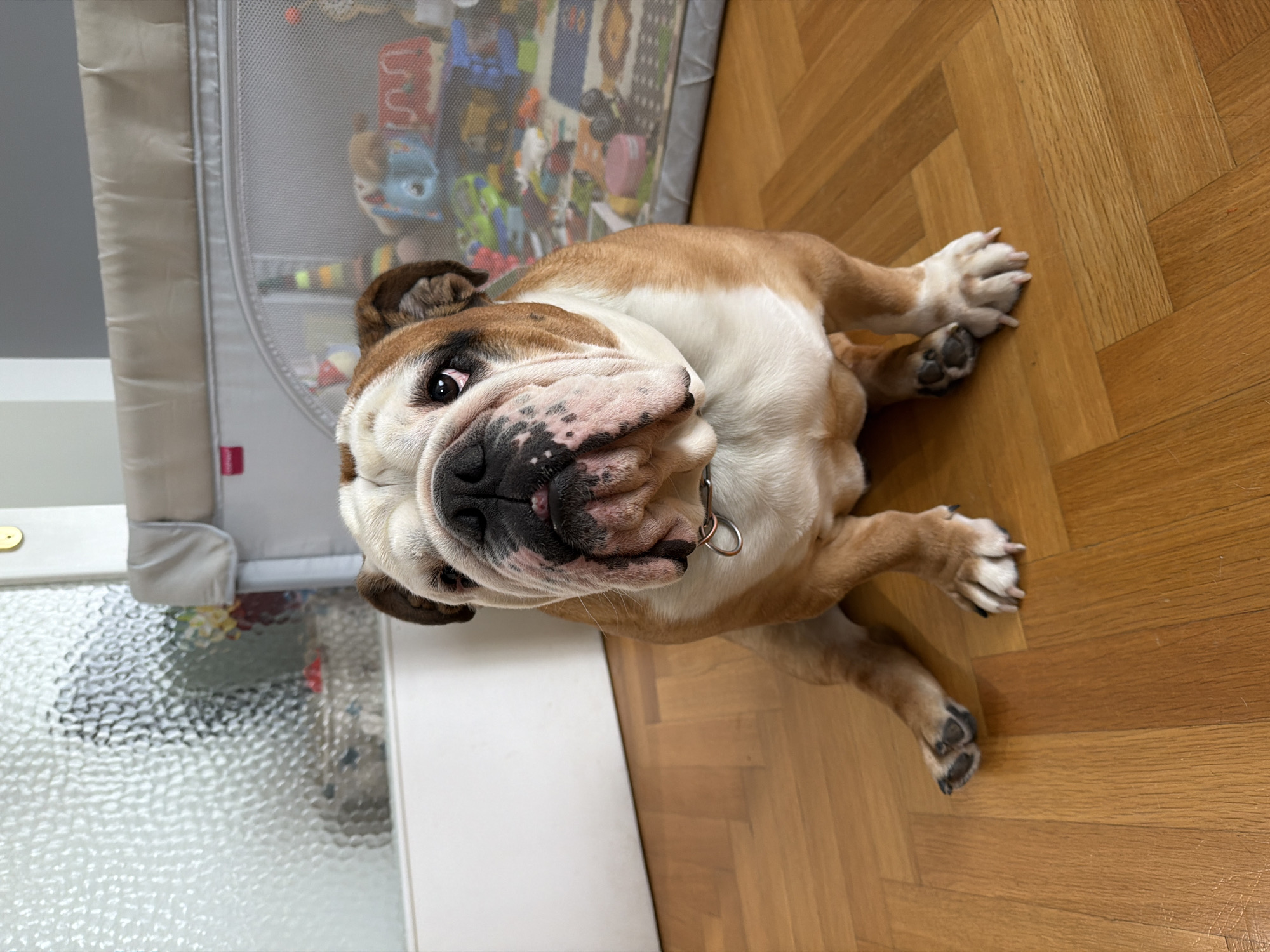 English Bulldog spotted resting indoors across Sofia locations