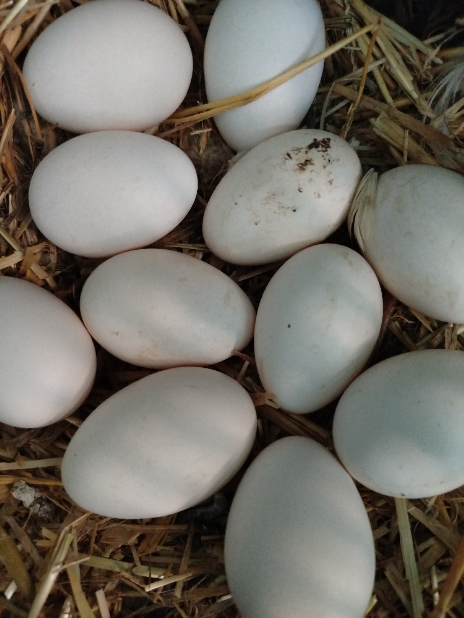 Farm animals and egg nest documented in Ceadîr-Lunga, Moldova