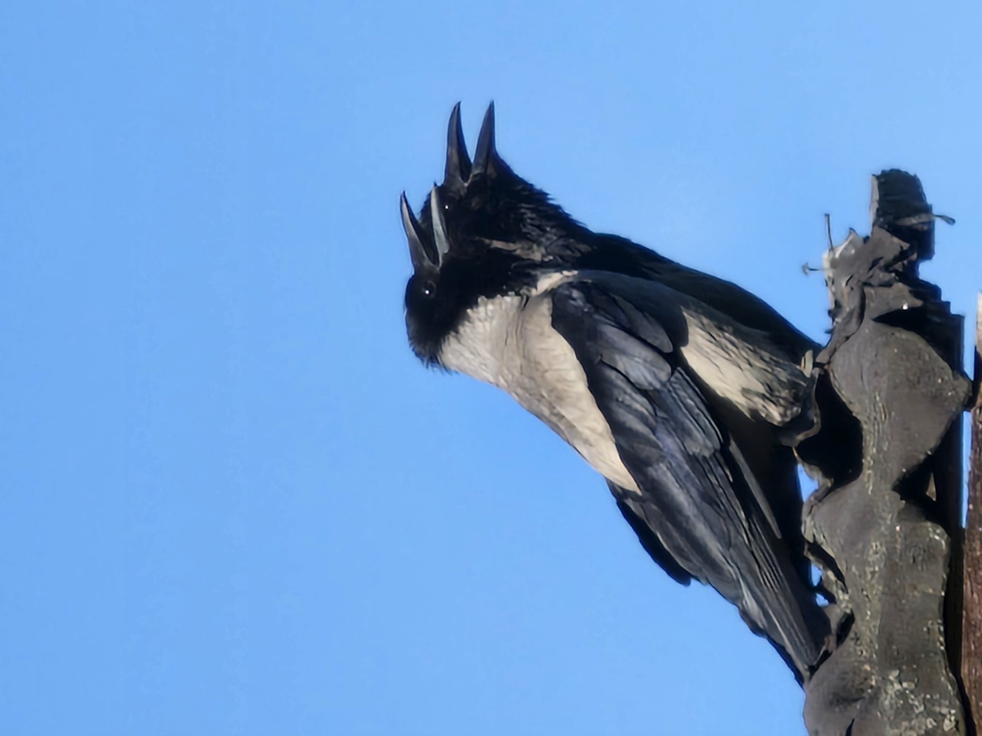 Hooded crows calling from an ornate perch in Klaipėda