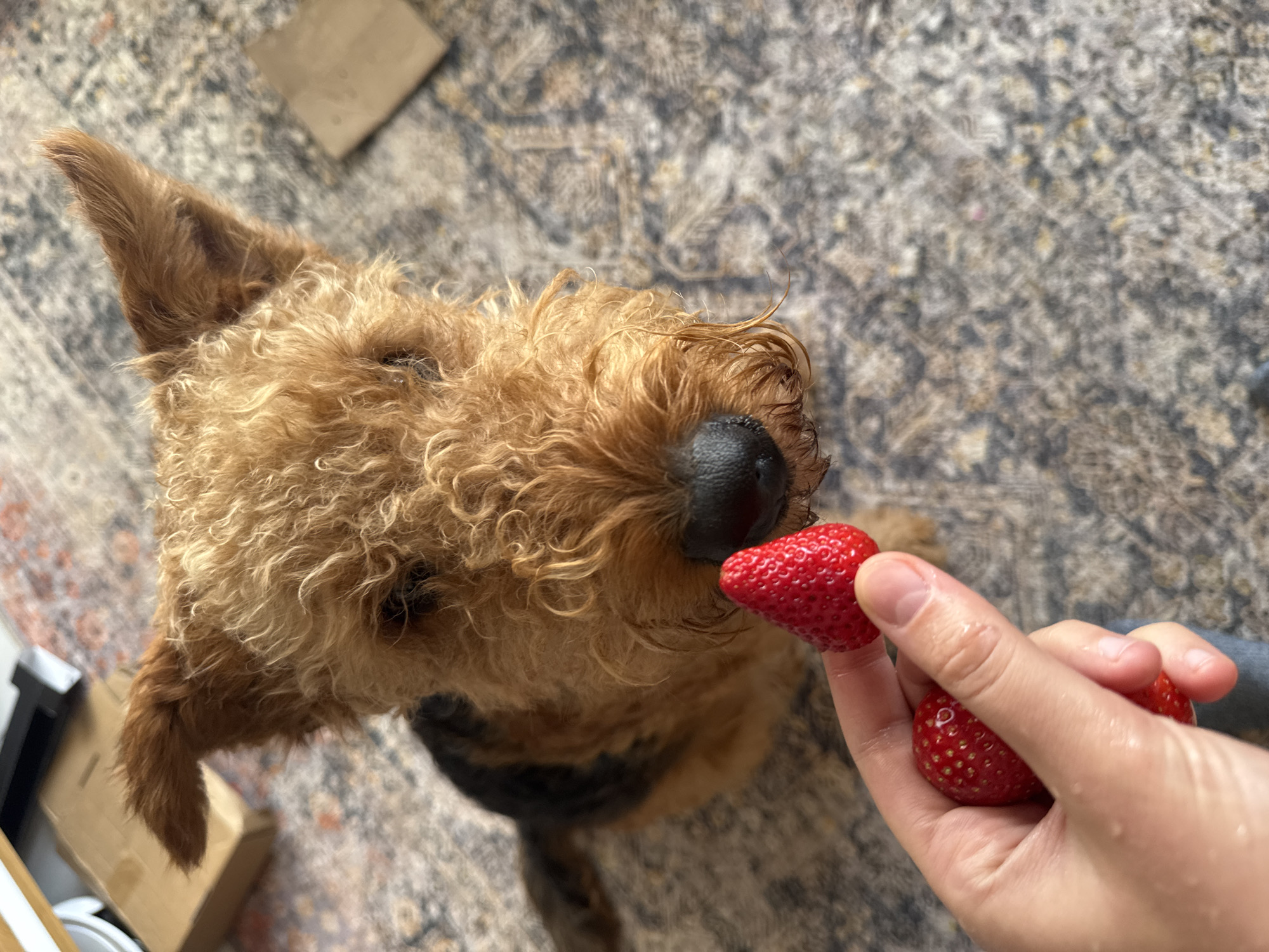Dog enjoys strawberry treat from owner in Ramat Gan