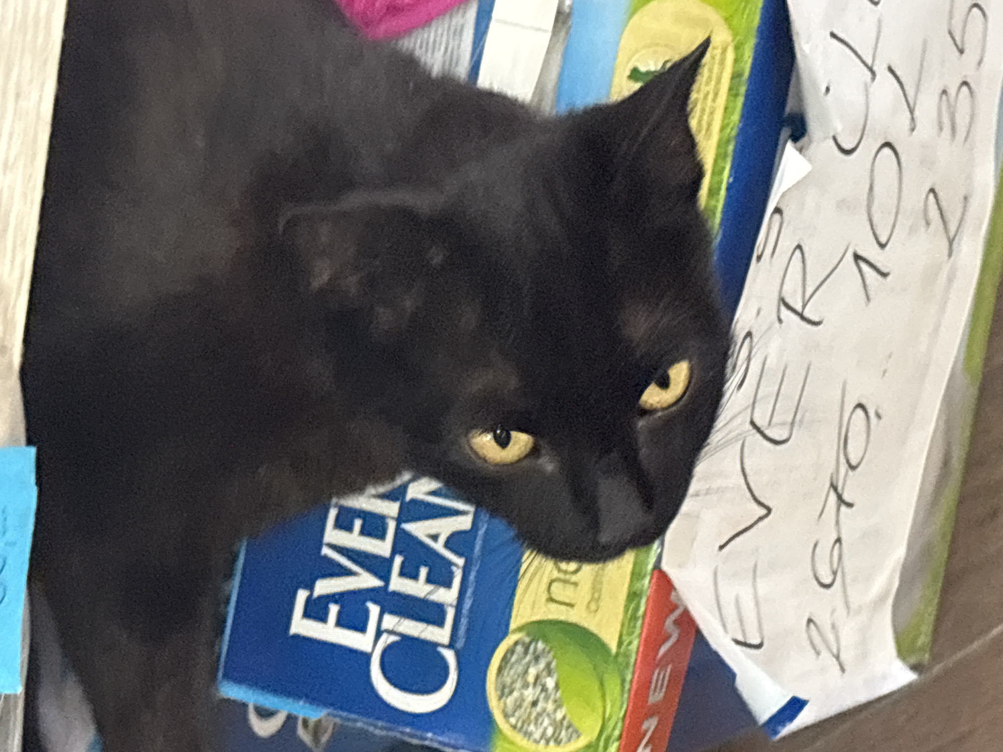 Shop cat in Kragujevac claims the cat litter display as its throne
