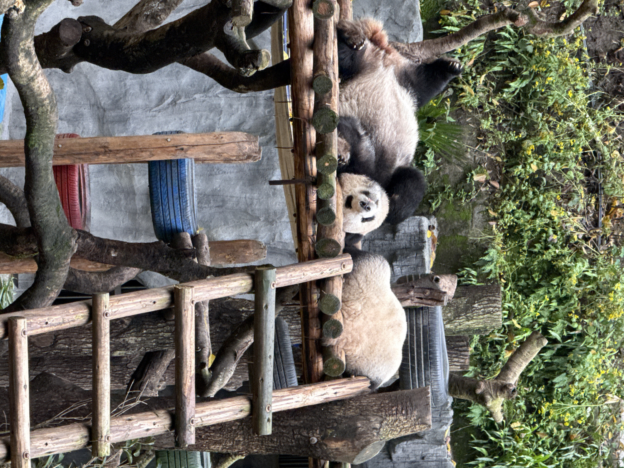 Giant pandas spotted at conservation facility in Jiulongpo District