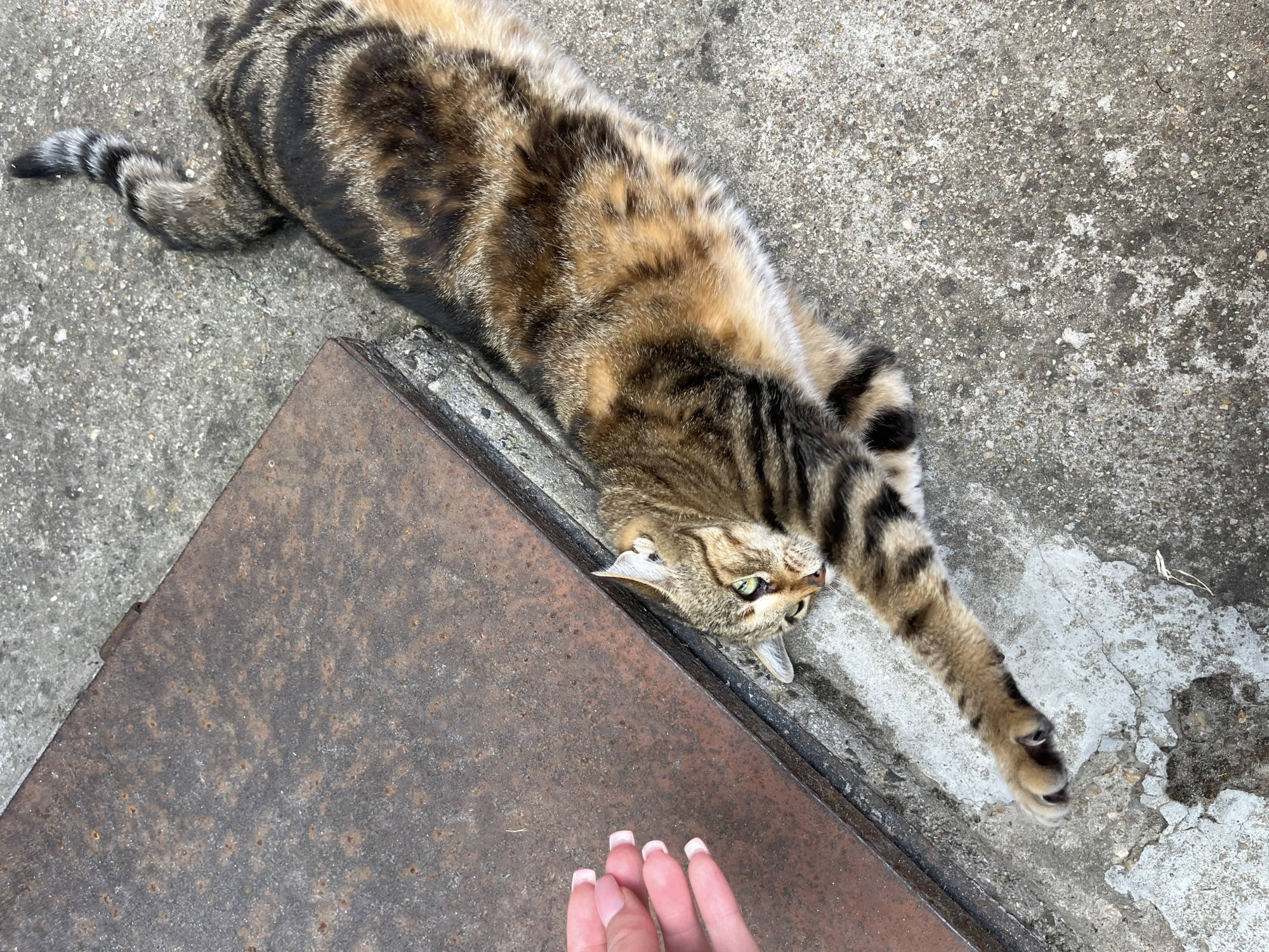 Afternoon hangout with a tabby cat in Ruse