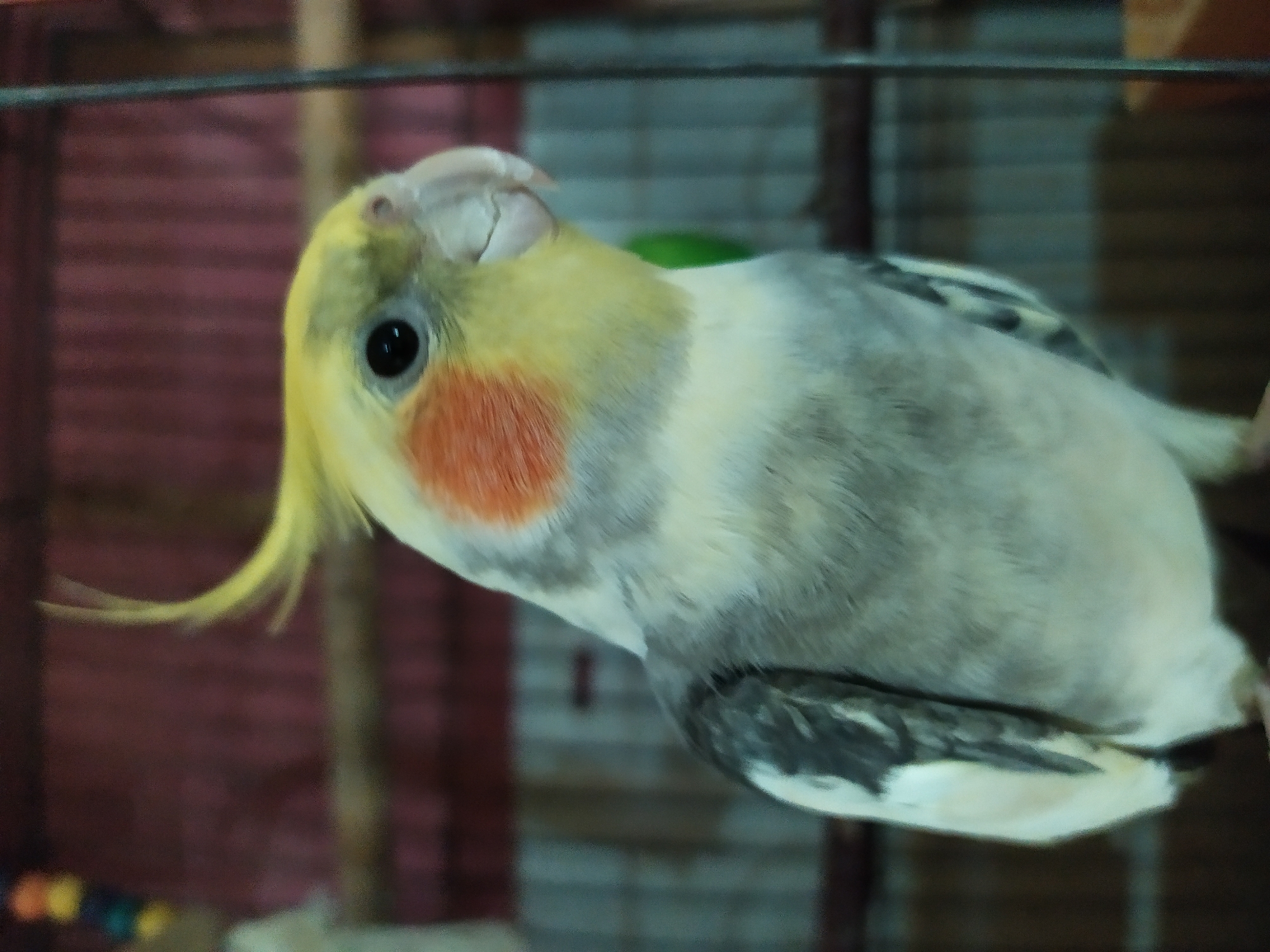 Cockatiels and budgies at home in Bilajari, Azerbaijan