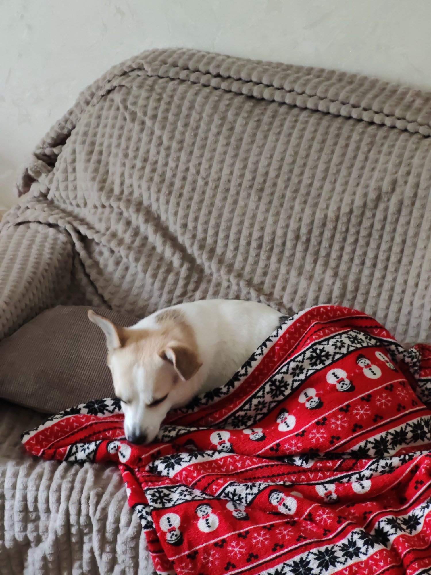 Small dog napping under a festive snowman blanket indoors