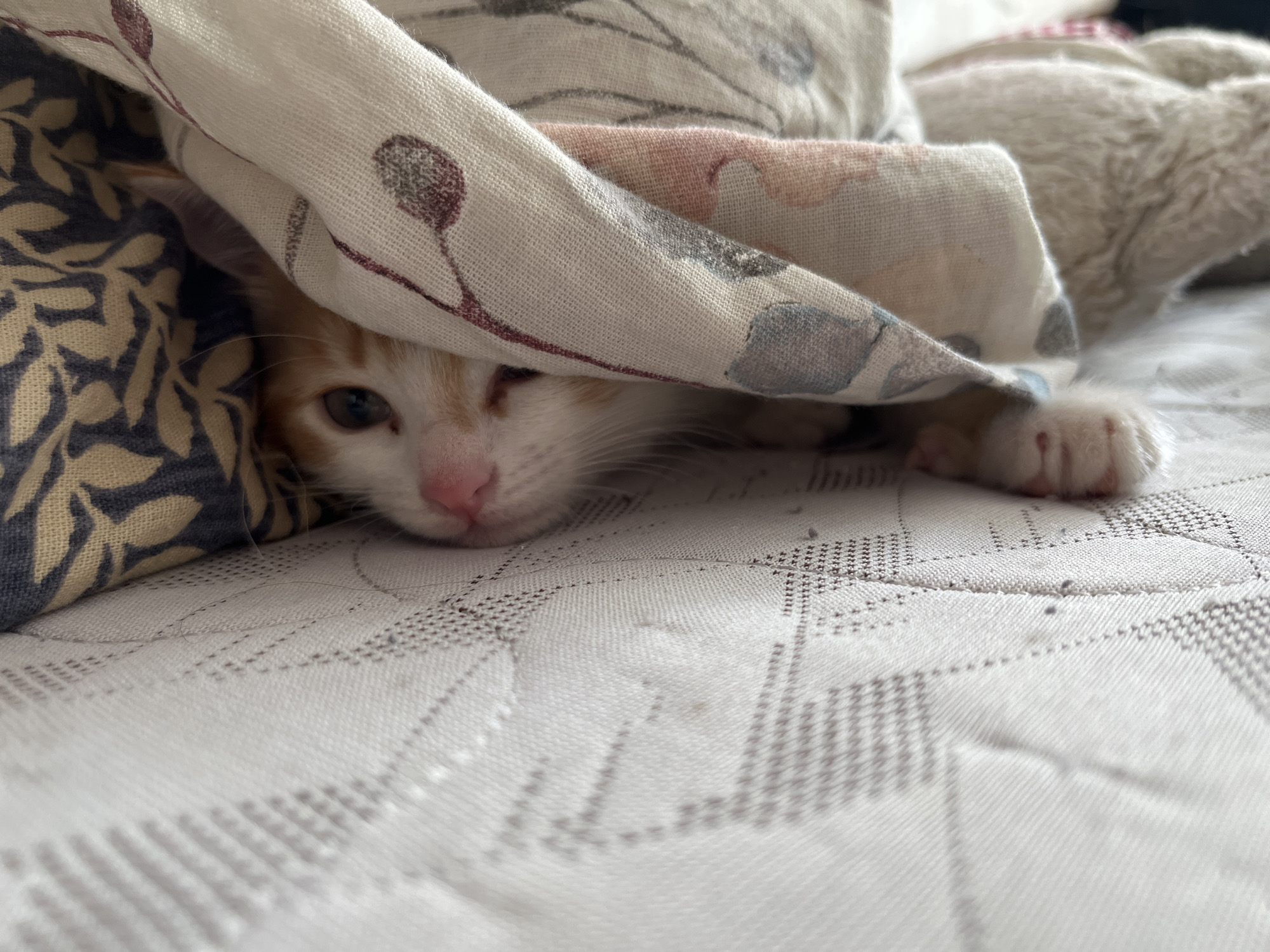 Orange and white kitten plays and lounges at home in Belarus