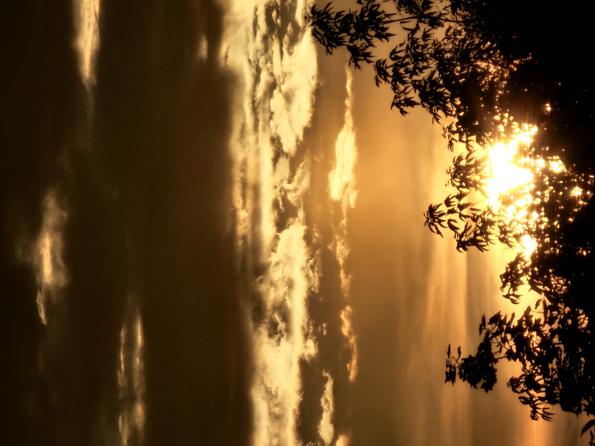 Sunset sky through silhouetted trees, Khimki