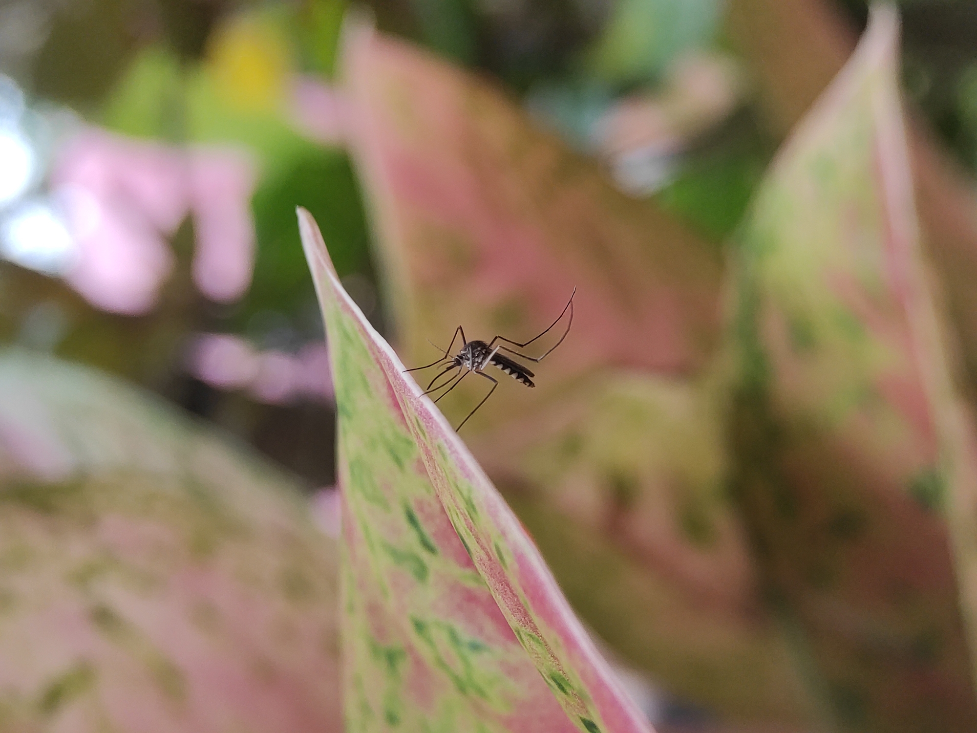 Nature photographer captures insects and flowers in Lhokseumawe
