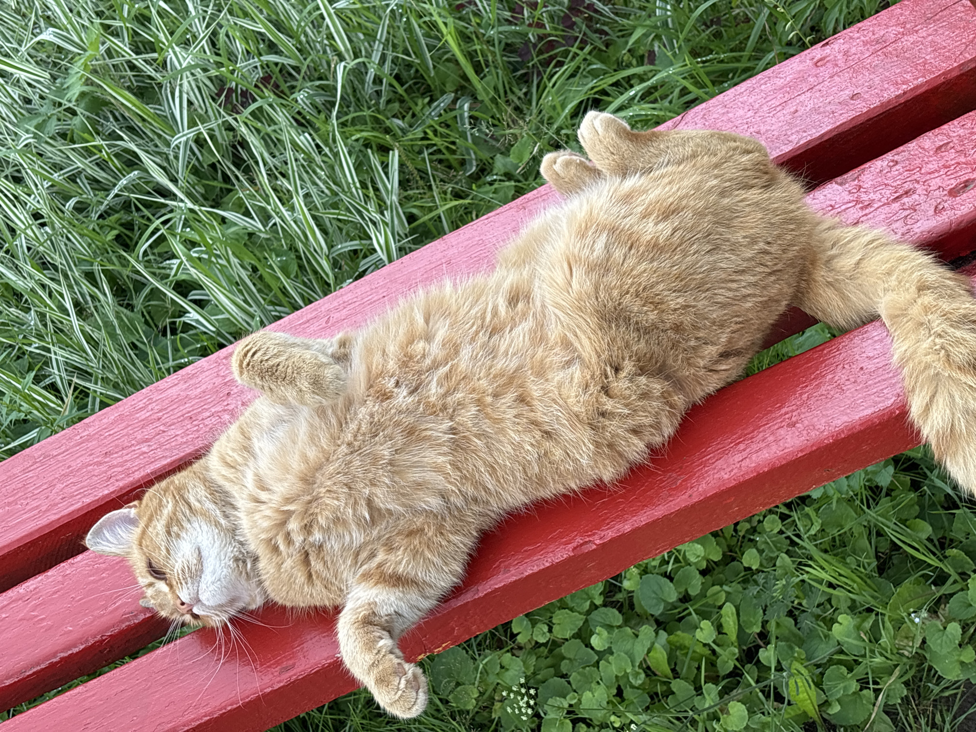 Orange tabby and Bengal cat hang out in a Russian garden