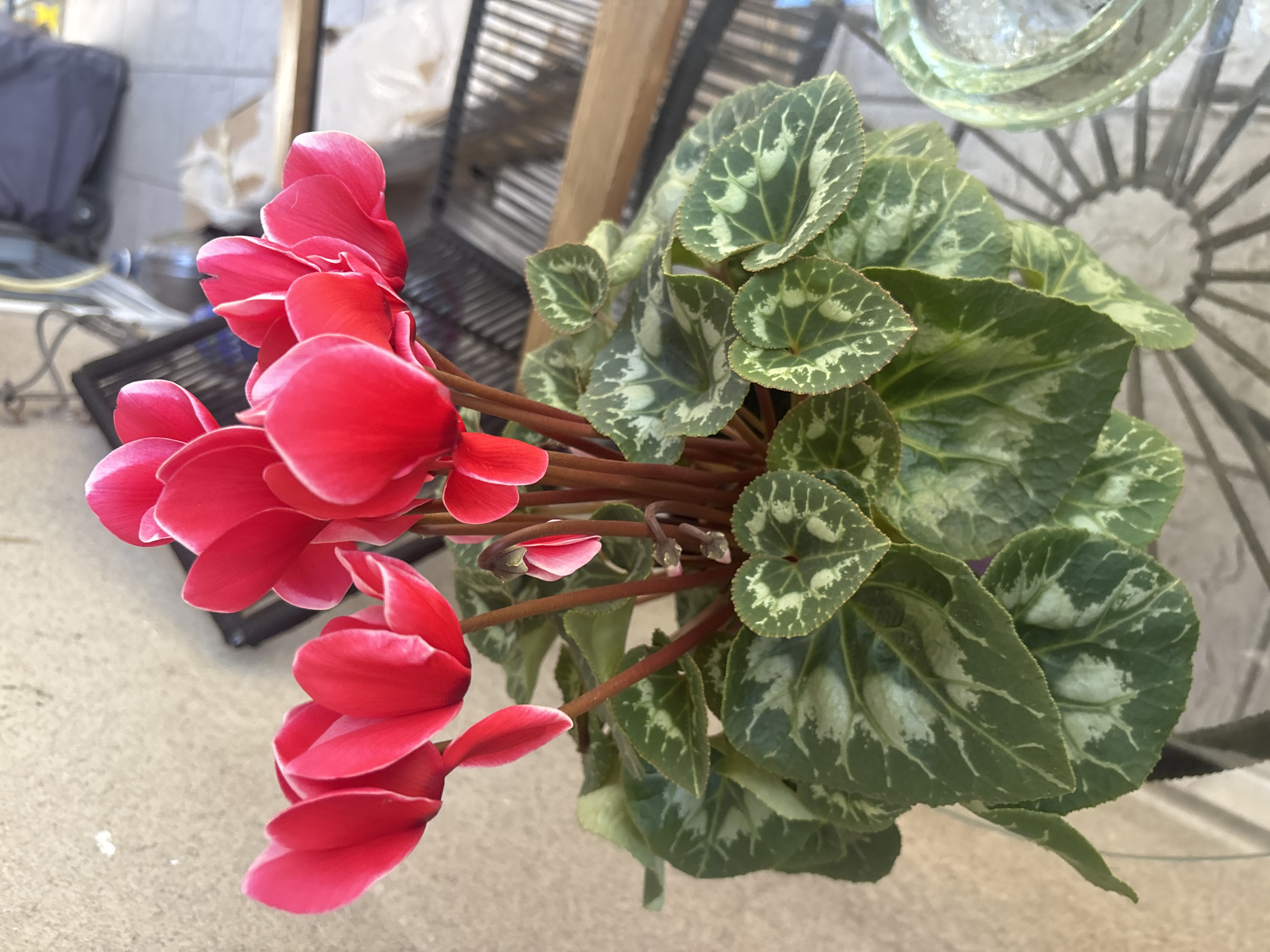Urban balcony garden documented through afternoon flower photography session
