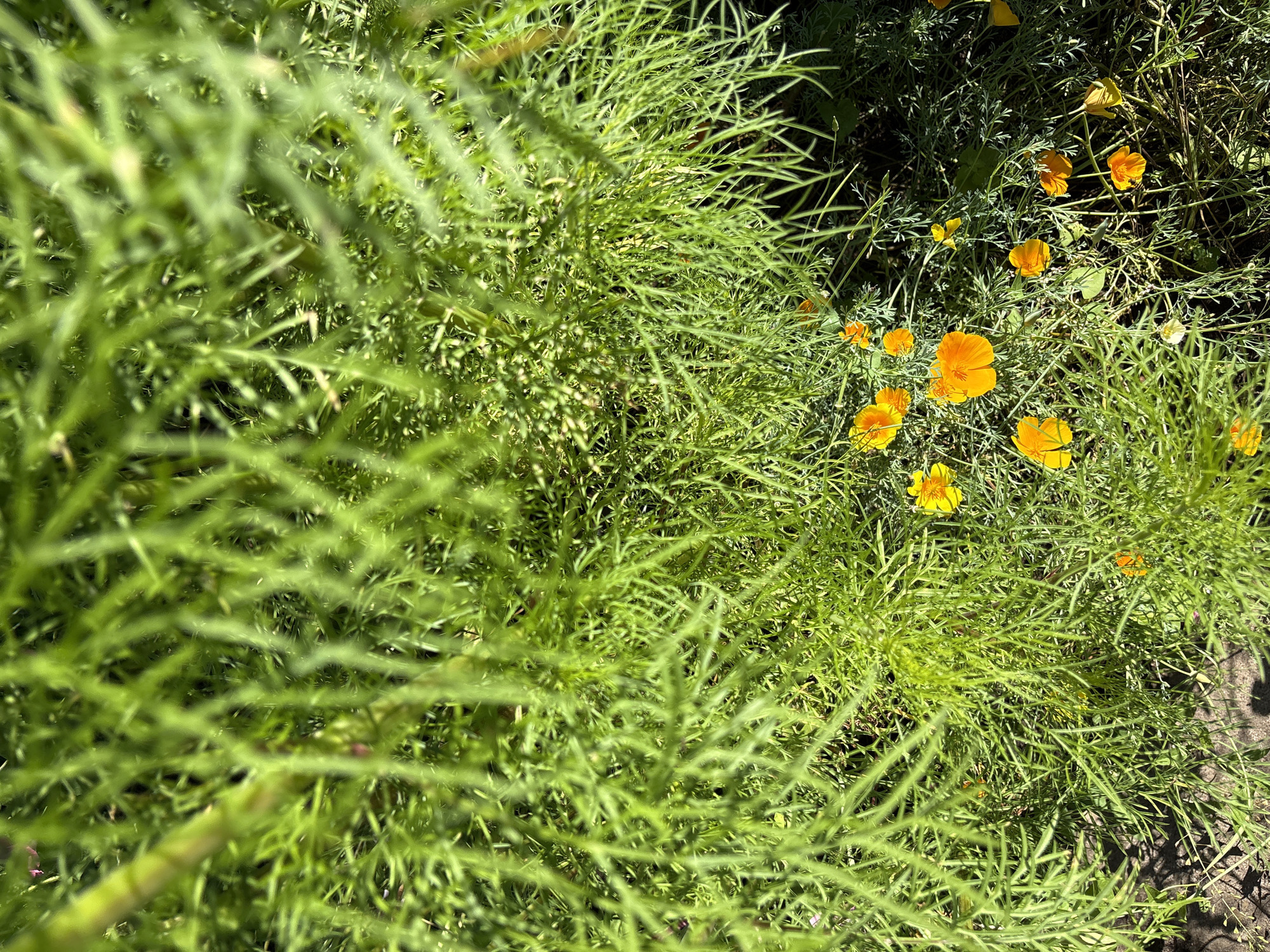 Summer garden in full bloom, Khukhryata