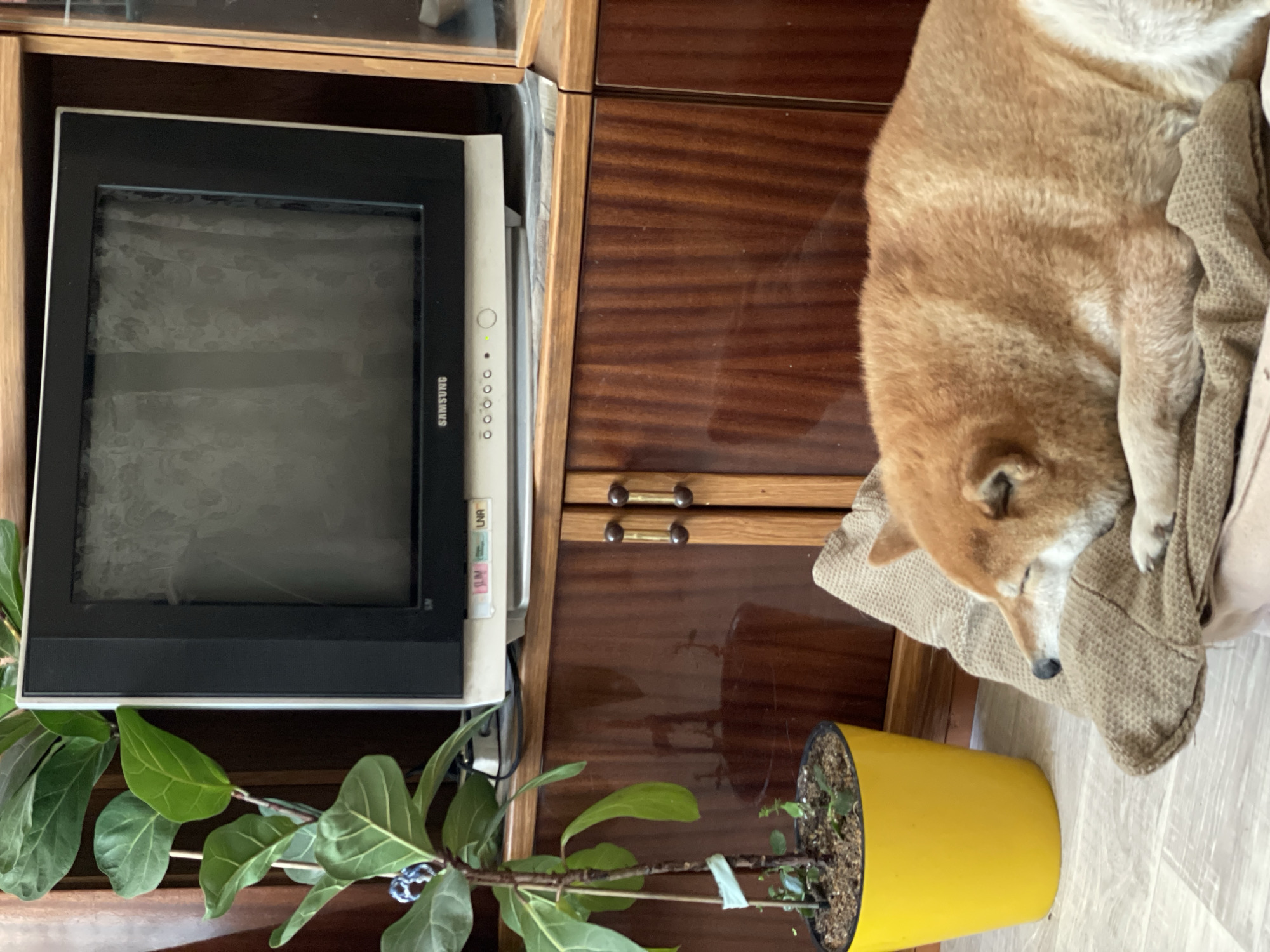 Shiba Inu dog sleeps peacefully indoors in Zheleznogorsk, Russia