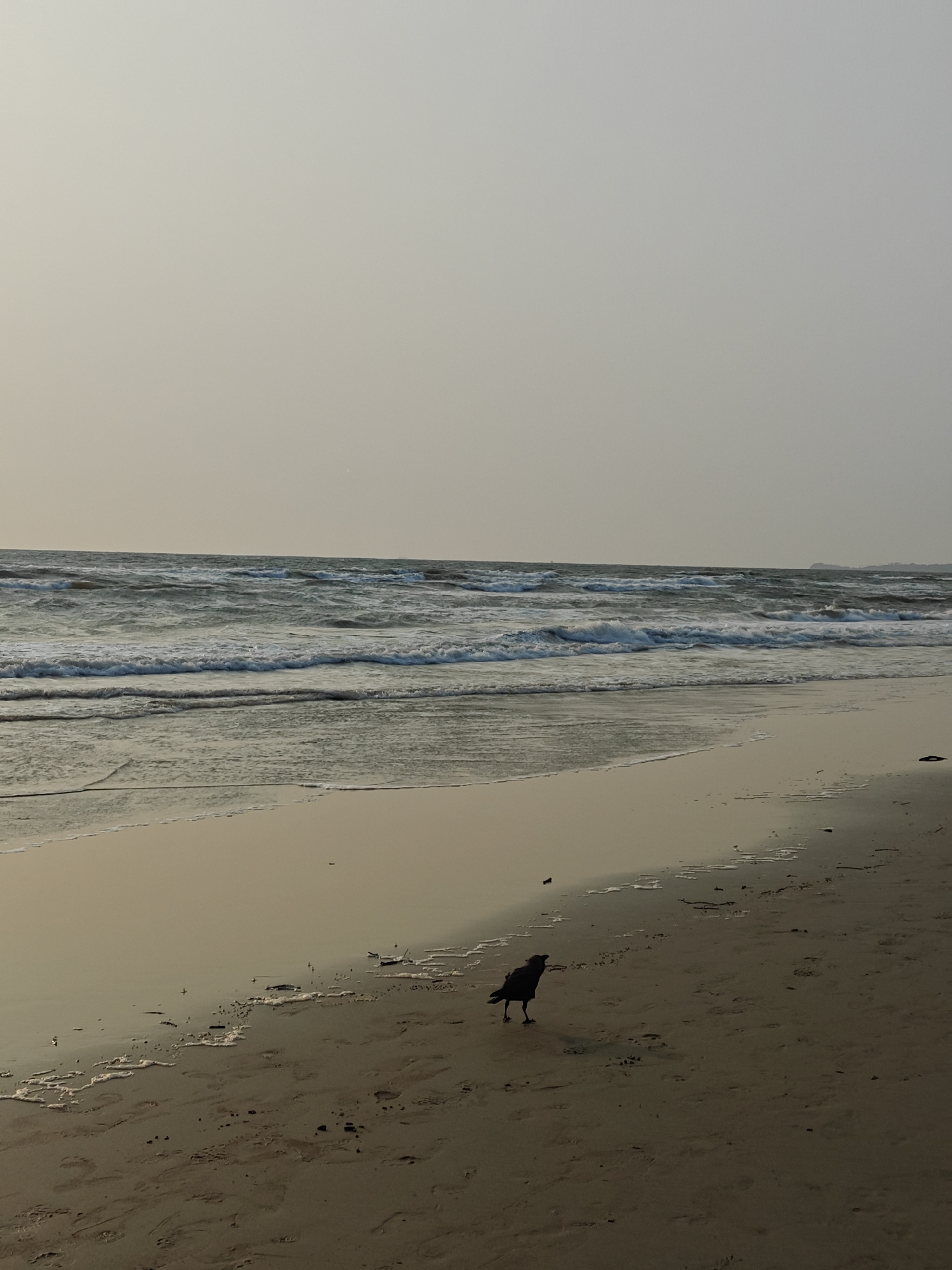 Crow spotted on wet sand at Arambol Beach