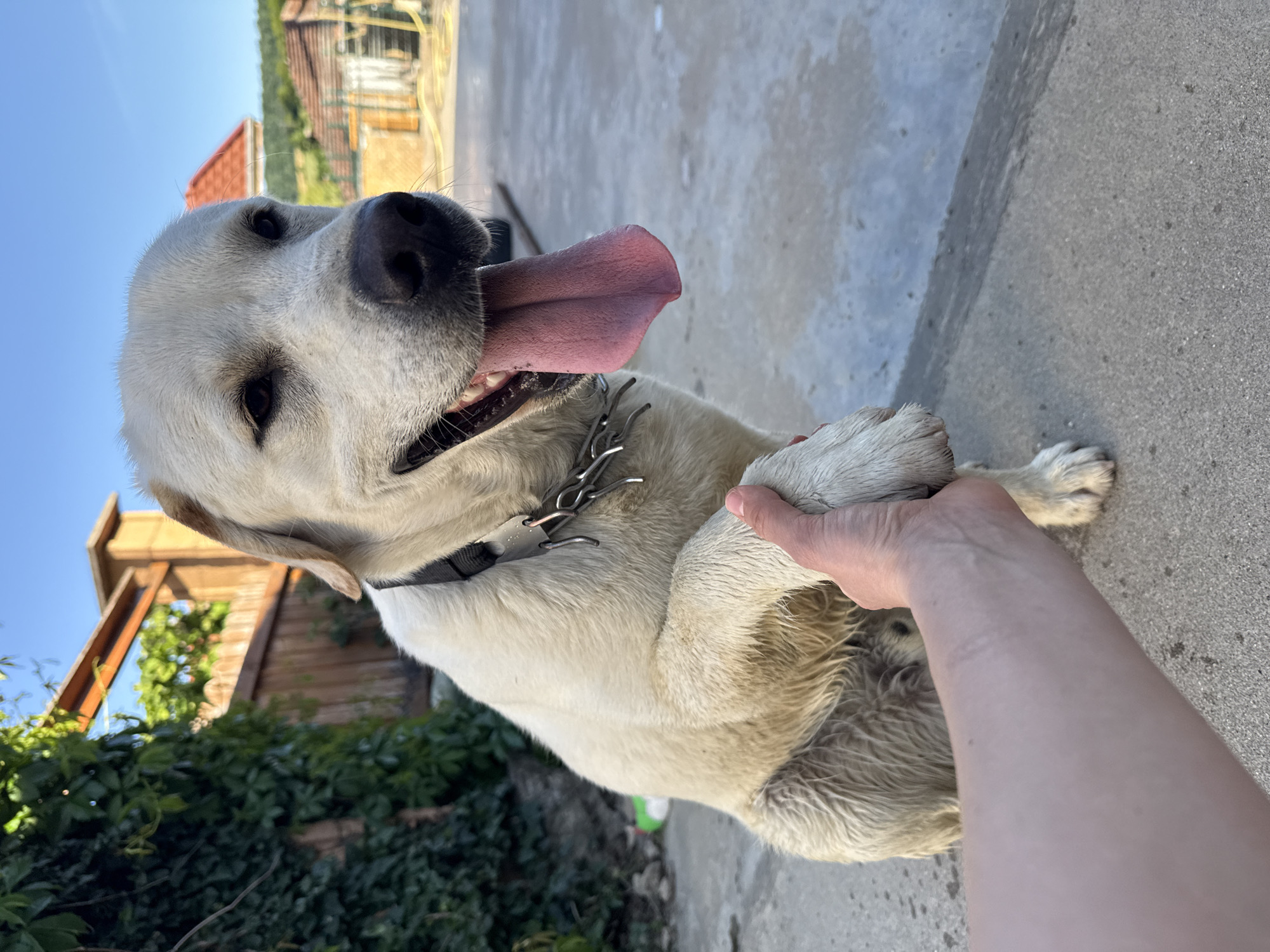 Labrador spotted wearing dual collars in Bulgarian village