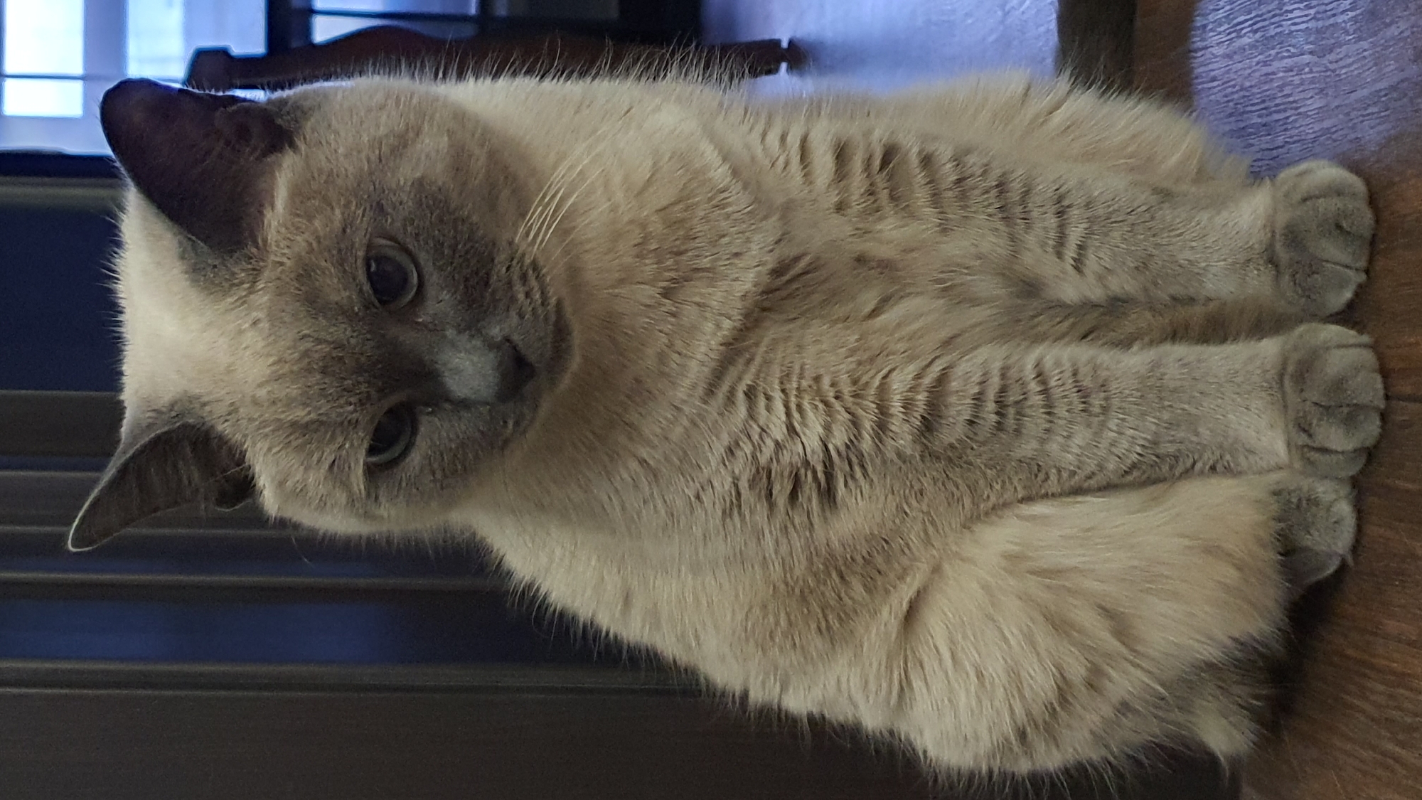 Siamese cat chilling on a wooden floor in Krasnoyarsk