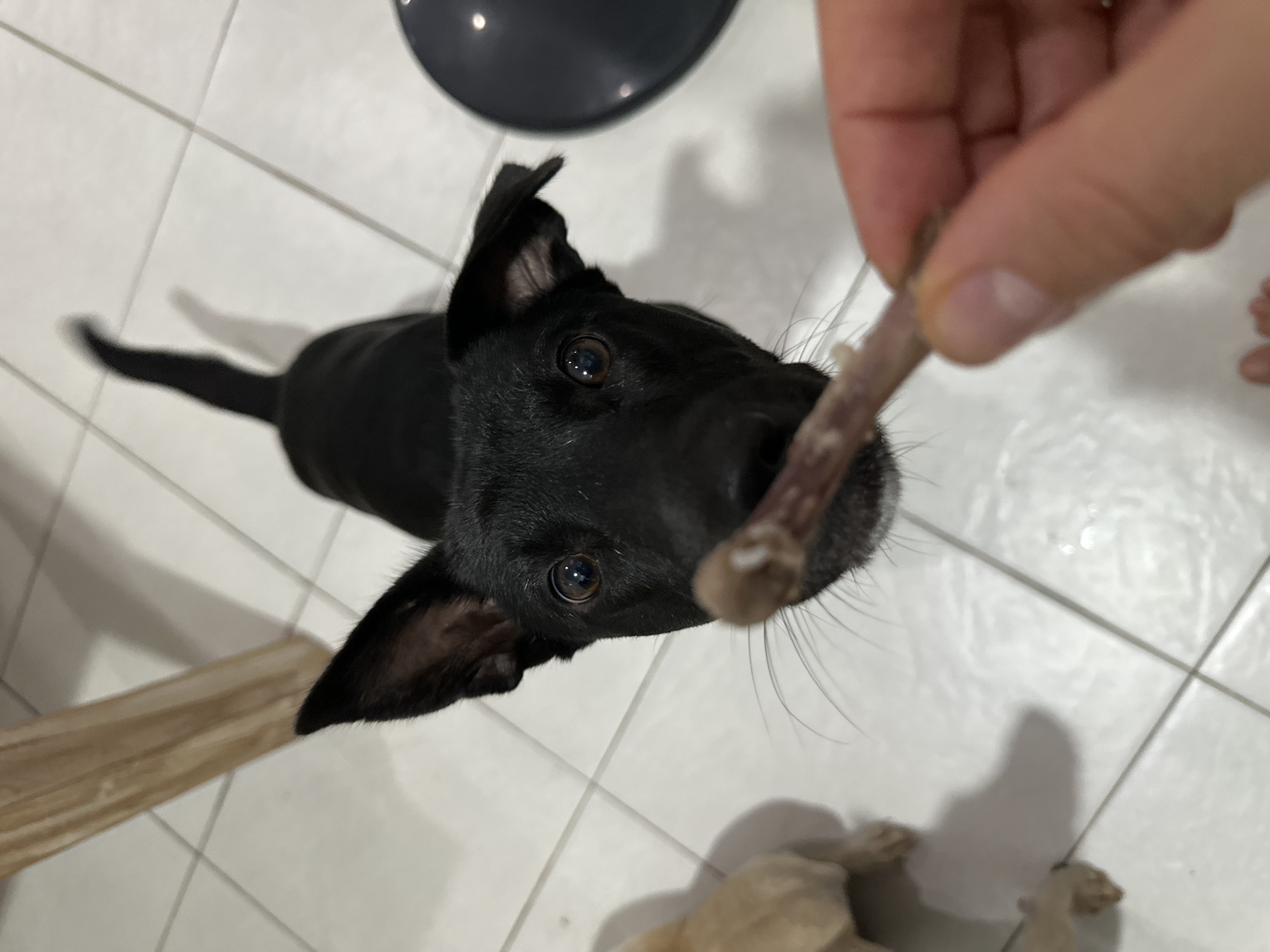 Two dogs get treats and bones indoors in Kuta Selatan