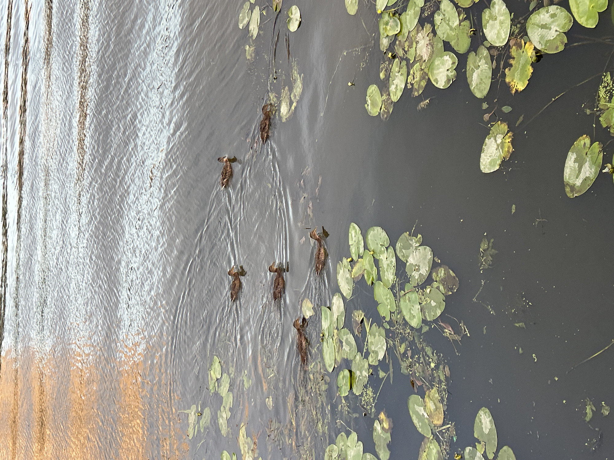 City riverfront at golden hour: ducks, boats, cyclists, skyline.