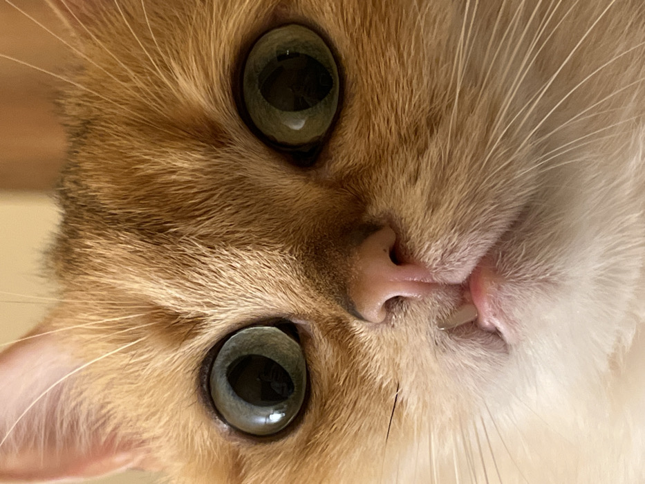 Cat receives dental care with enzymatic toothpaste in Montenegro