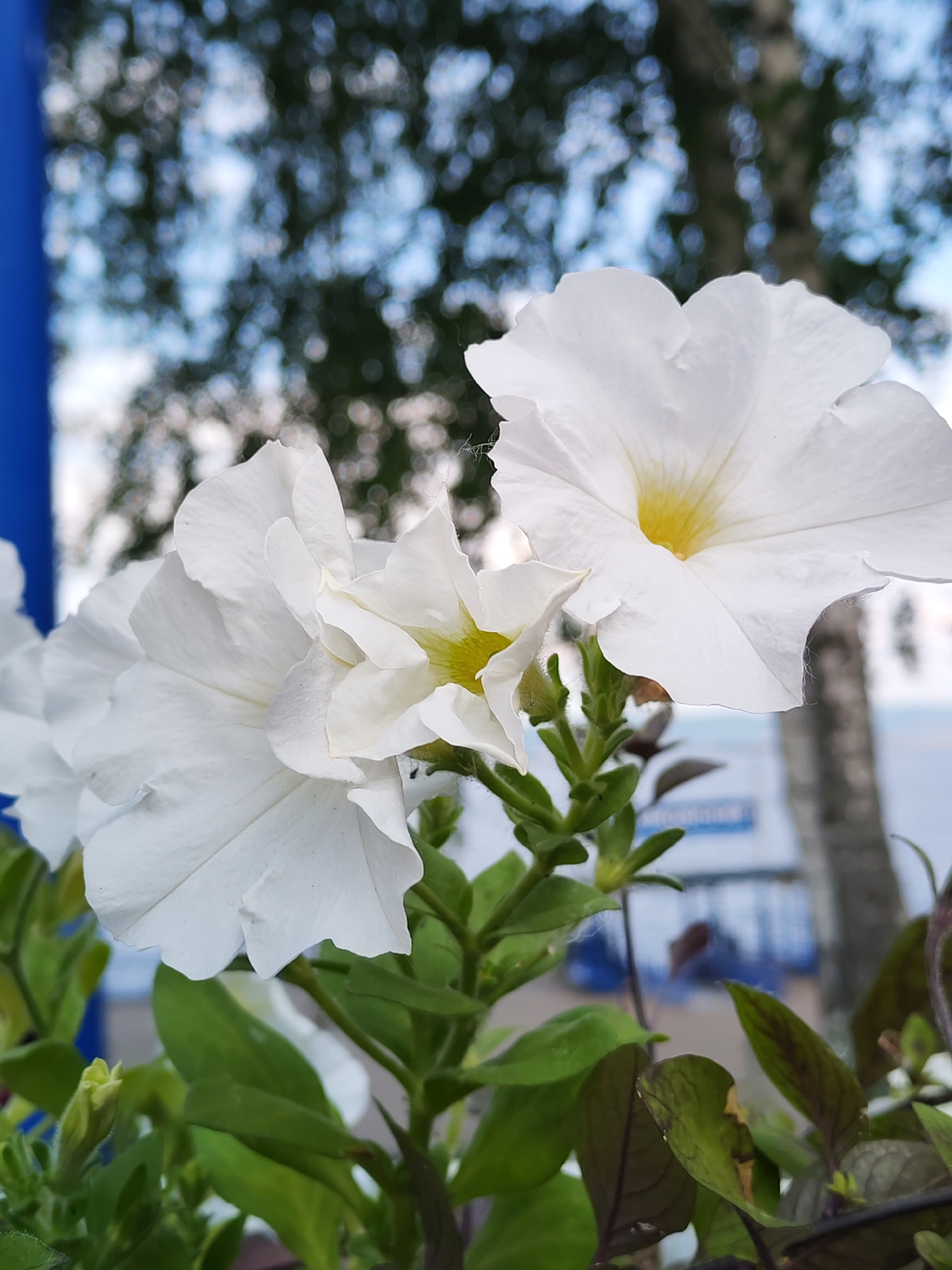 Morning sightseeing and dining around Chaikovsky, Russia