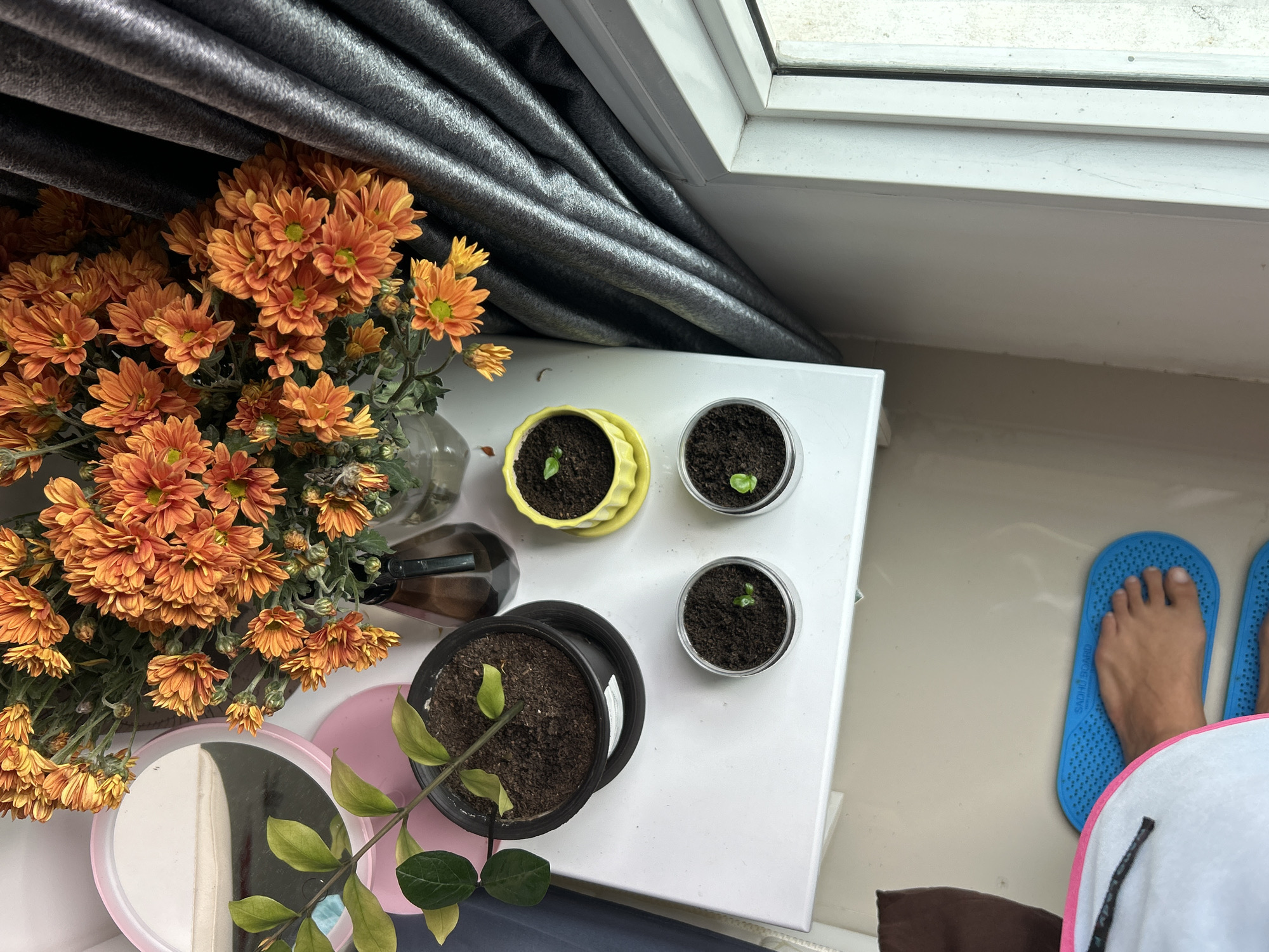 Acupressure mats, chrysanthemums, and a crane in Kathu