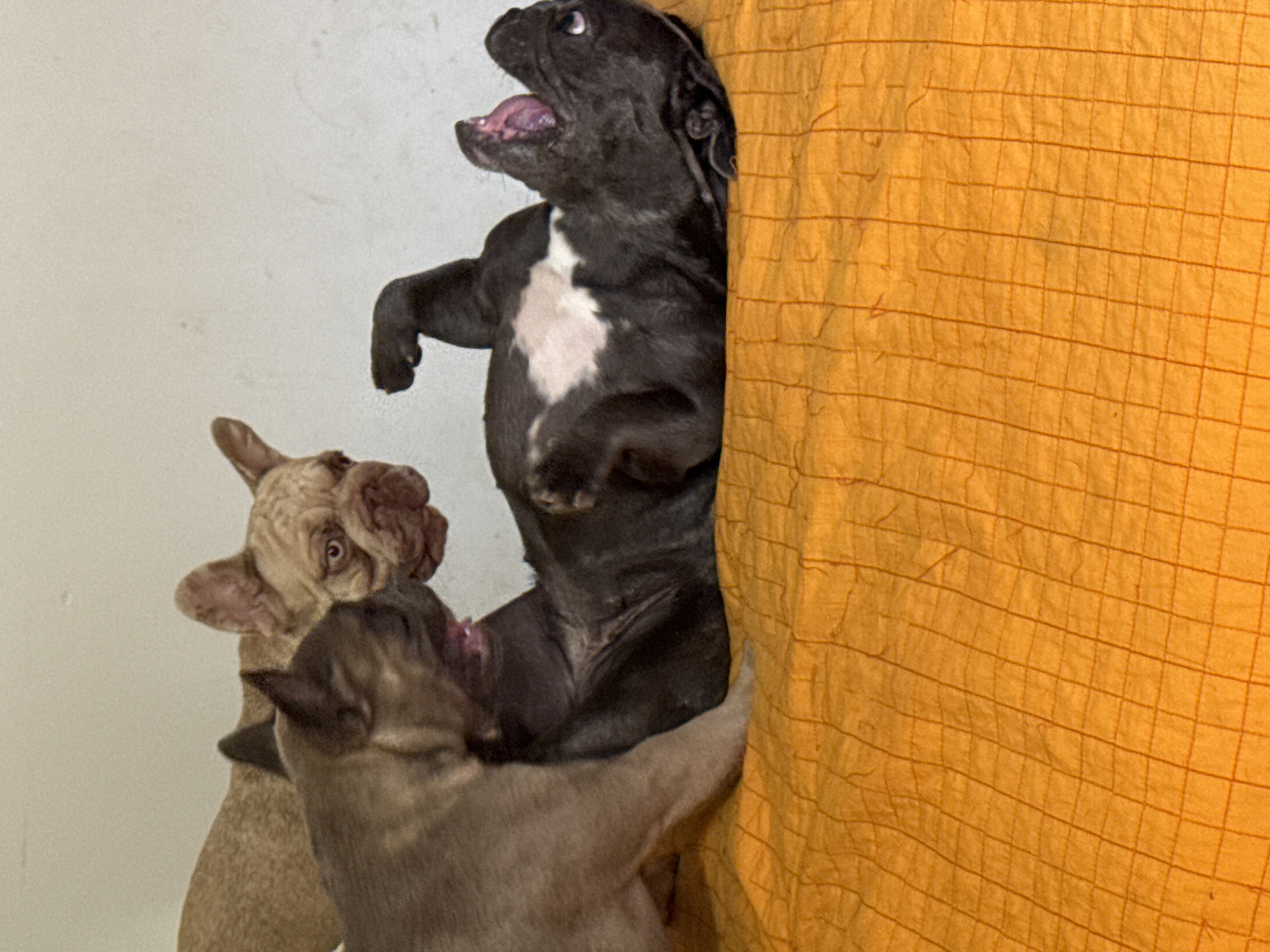 French Bulldogs lounging and playing on an orange quilted surface