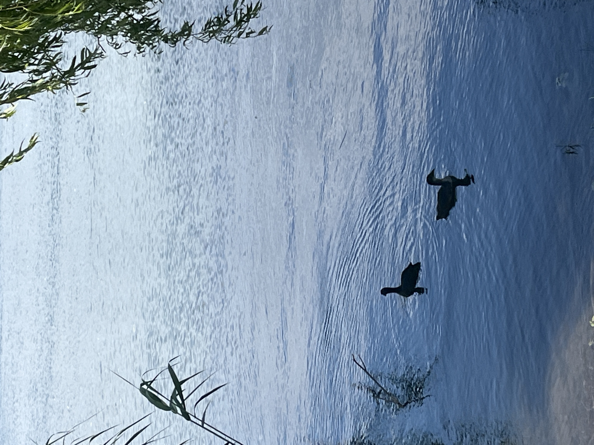 Morning waterfowl activity observed across Goryachiy Klyuch waterways