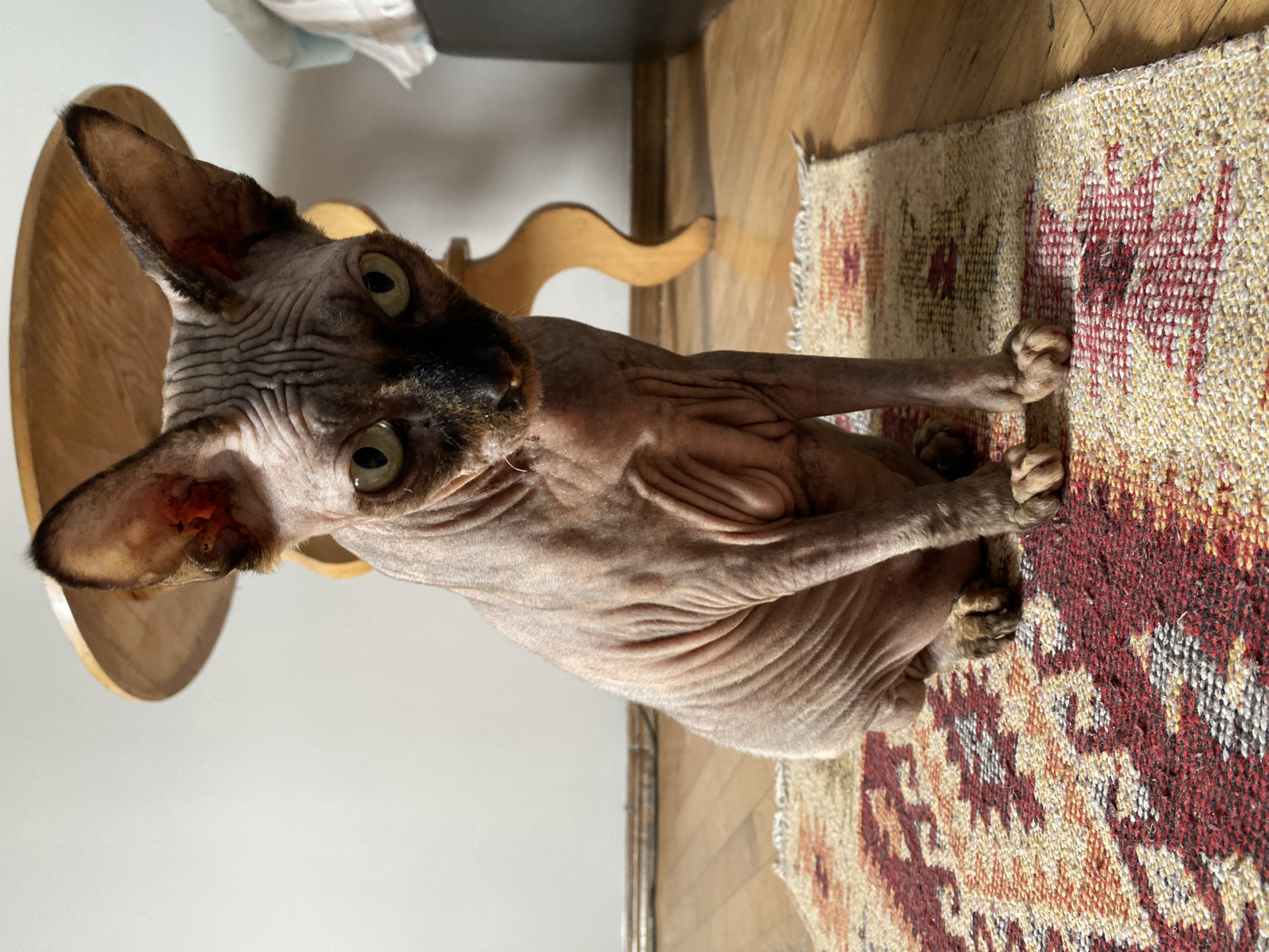 Sphynx cat at home in Batumi, Georgia