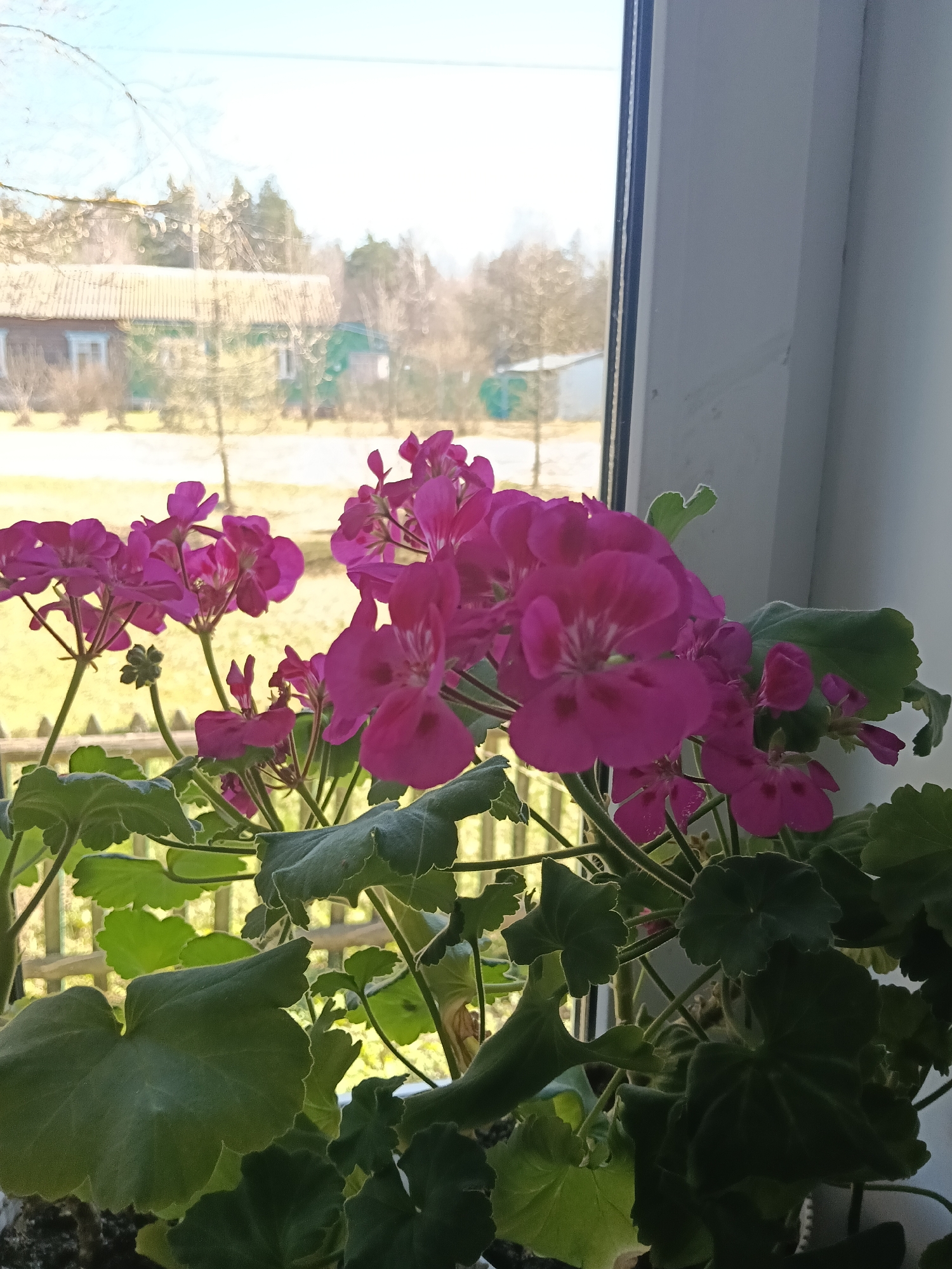 Woman documents morning routine with flowers and selfies in Russia