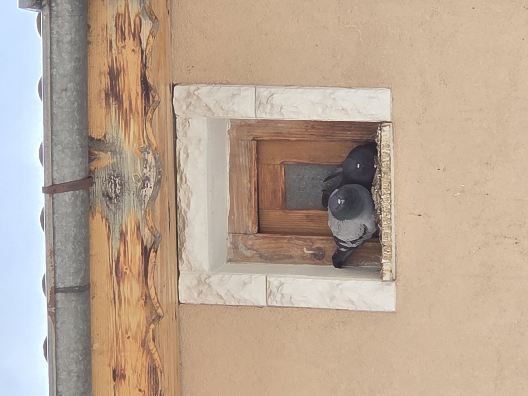 Pigeons, plants, and everyday urban life documented in Varna