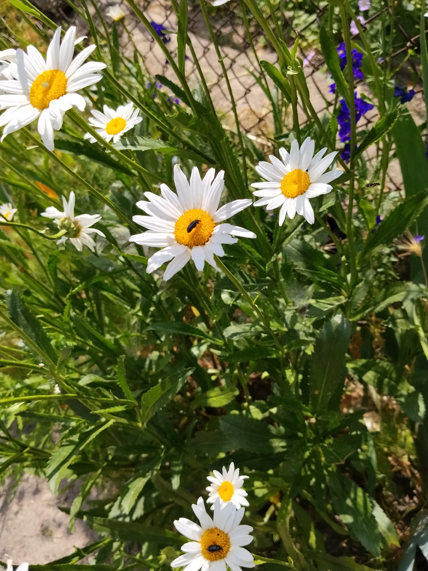 Close-up details of daisies, petunias, and a bicolor rose in bloom