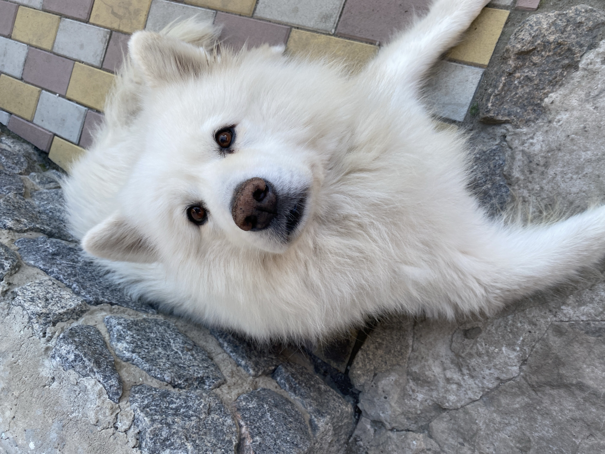 Samoyed resting on stone surface, gazing upward