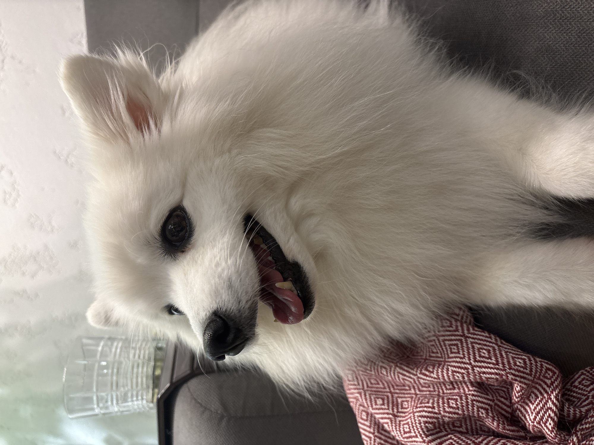 Fluffy white dog chilling on a gray sofa in Kazan