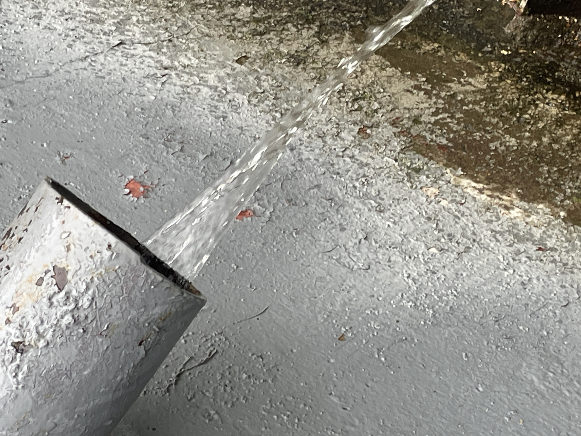 After the rain in Krasnogorsk: puddles, wet gardens, blooming lilies