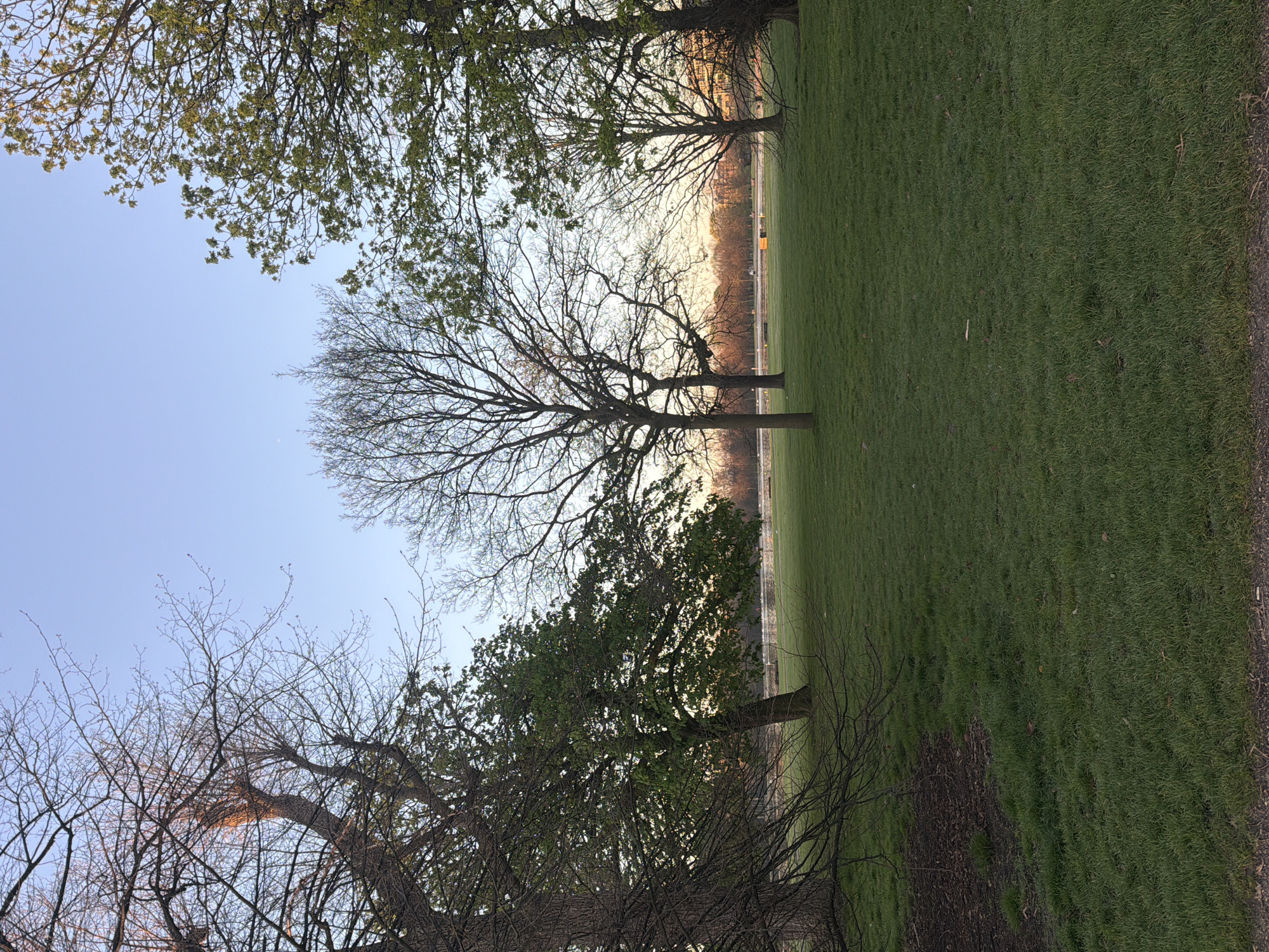 Dawn scene captured in London park with trees