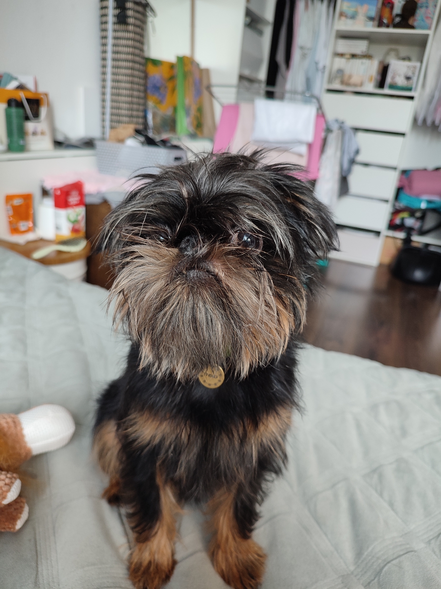 Brussels Griffon relaxing on a quilted blanket, multiple angles