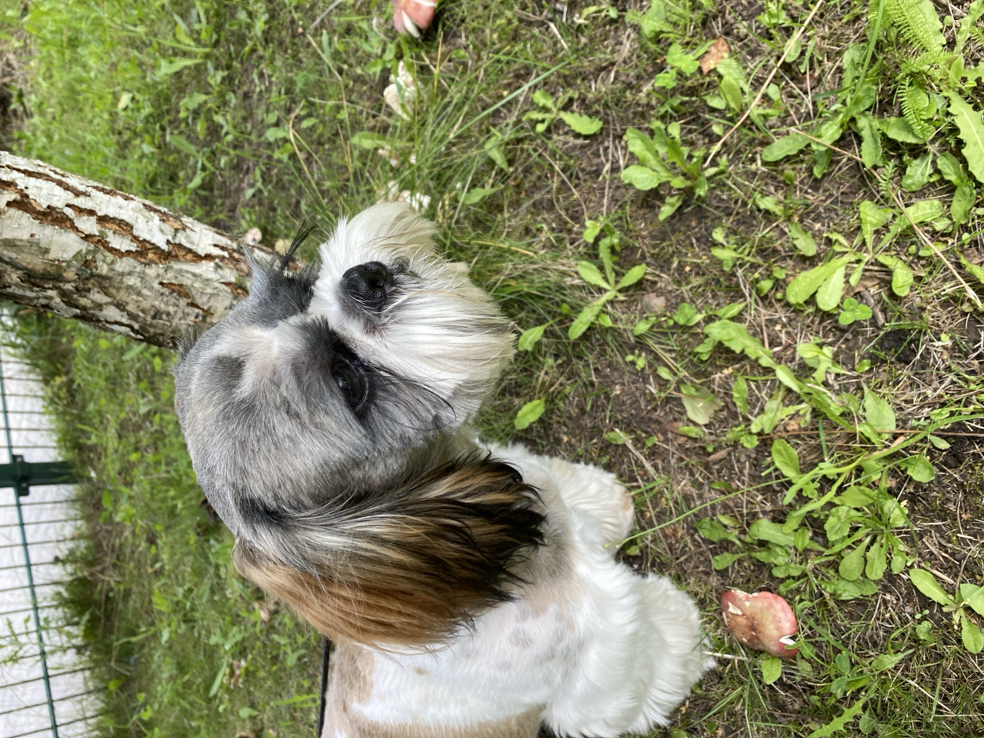 Garden in bloom, a dog, and Kaliningrad street details