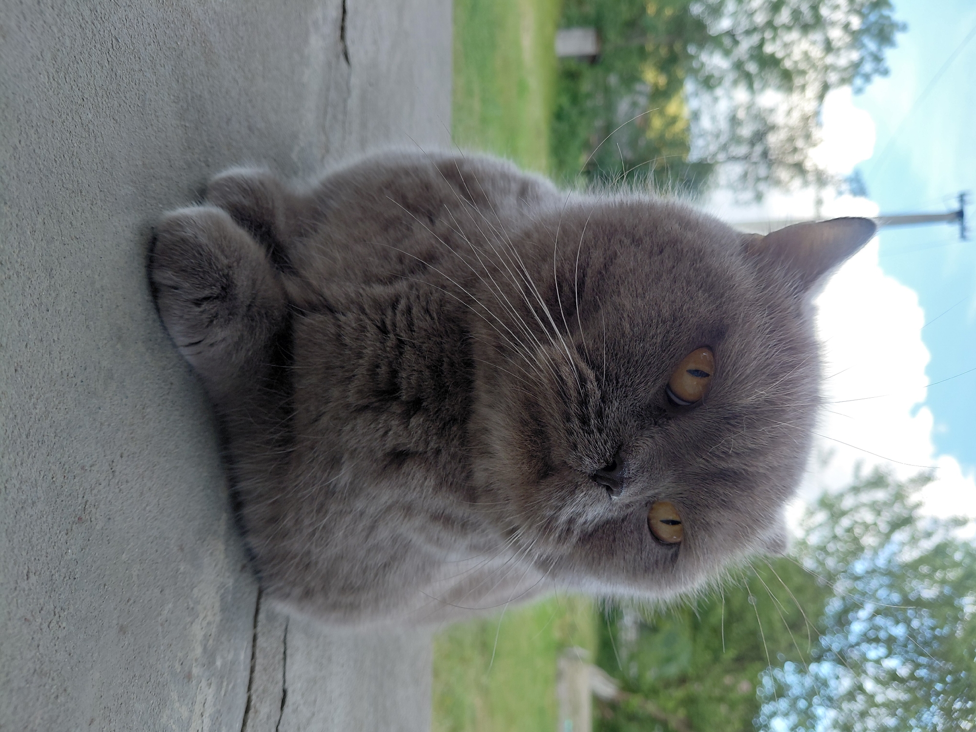 Grey cat and rural countryside in Chernyk, Ukraine