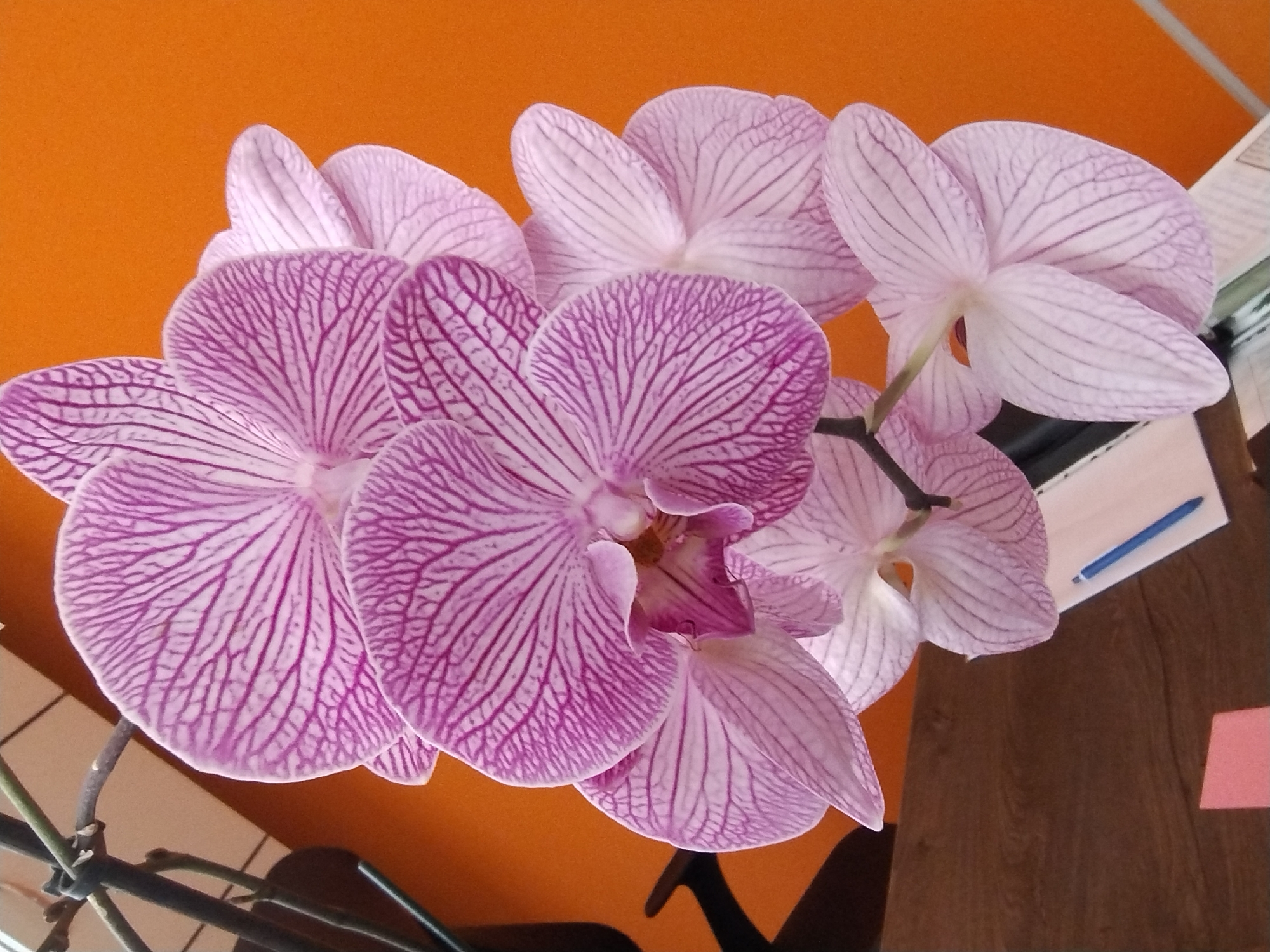 Pink phalaenopsis orchids photographed up close from multiple angles indoors