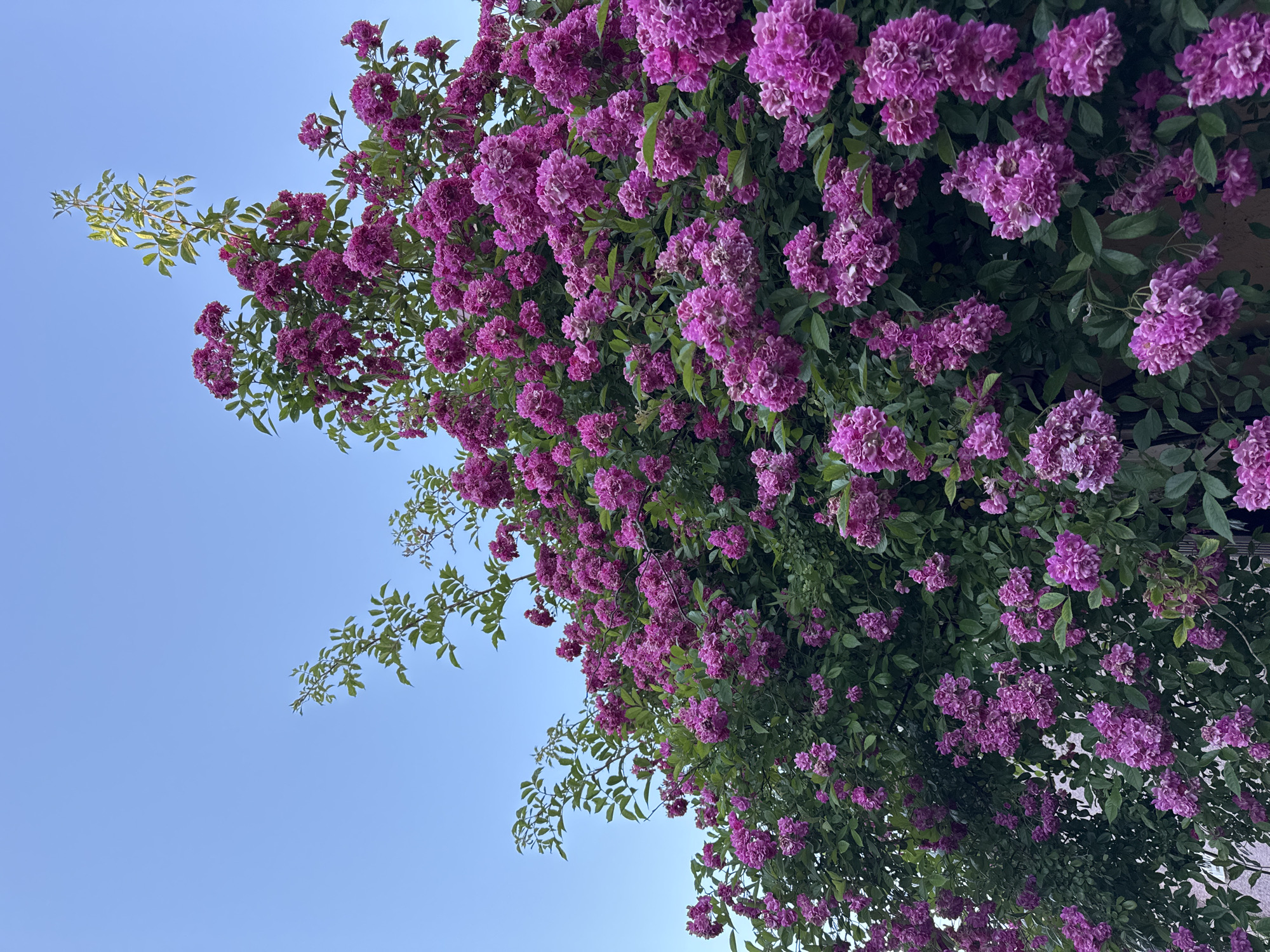 Flowering plant photographed against blue sky in Sirius, Russia