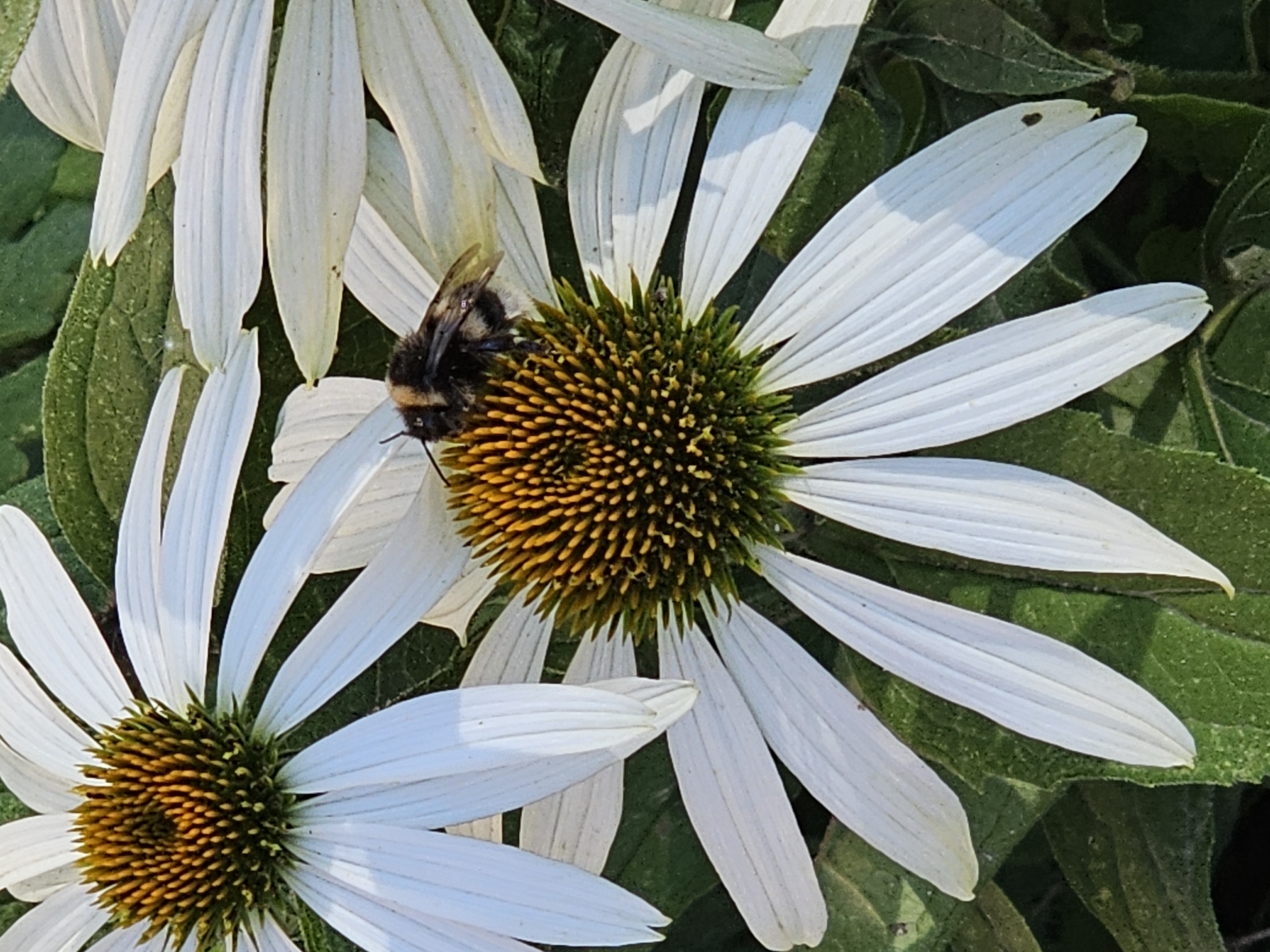 Bumblebee on a white coneflower near Moscow